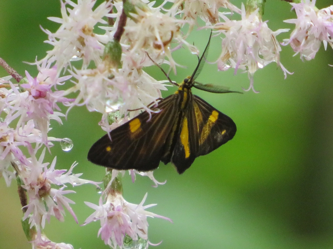 Phaeochlaena lampra, insetos, fotografado em Maresias, São Sebastião