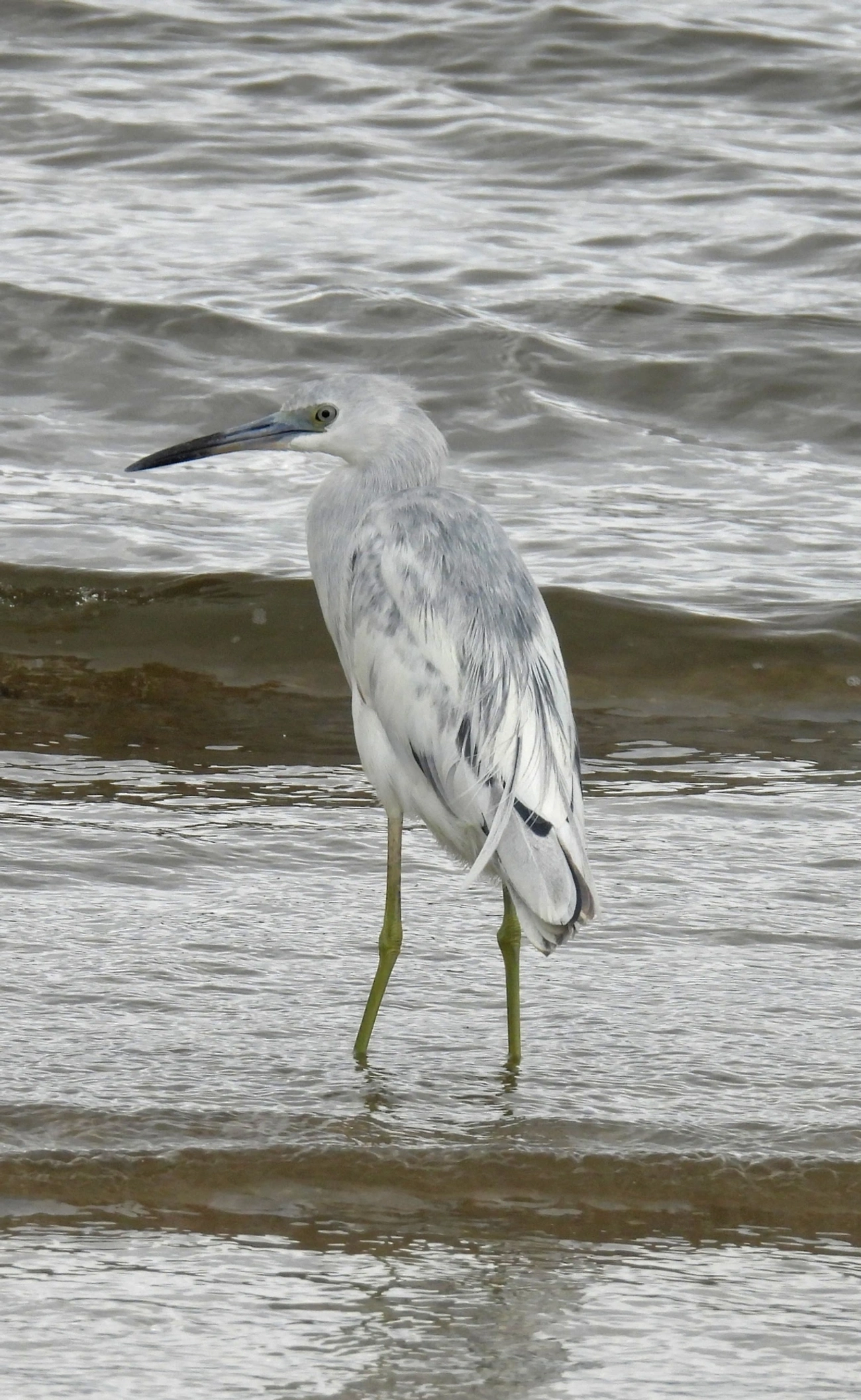 Garça-azul (Egretta caerulea), aves, fotografado em Perequê, Ilhabela