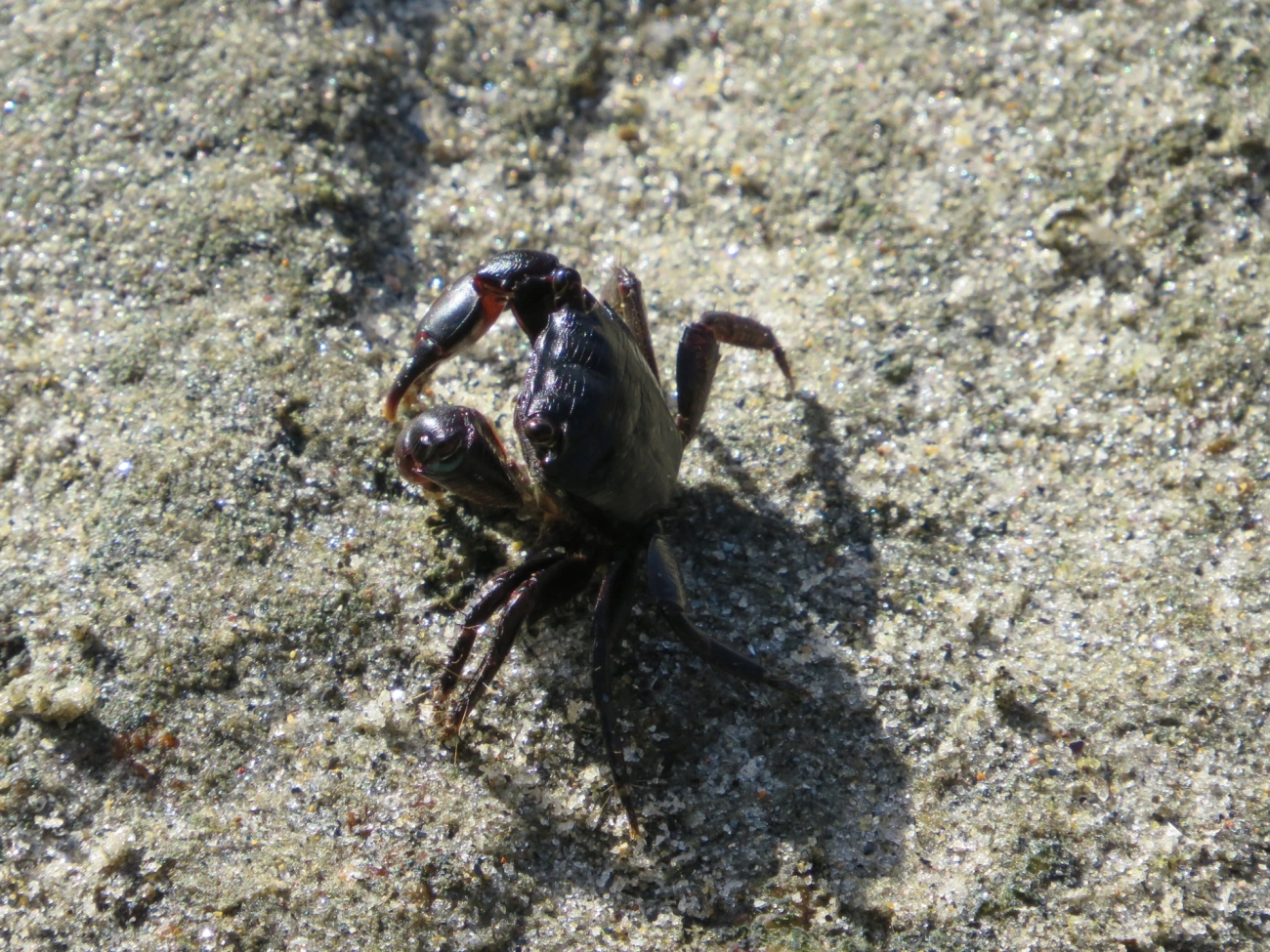 Caranguejo-verde (Pachygrapsus transversus), crustáceos, fotografado em Maresias, São Sebastião