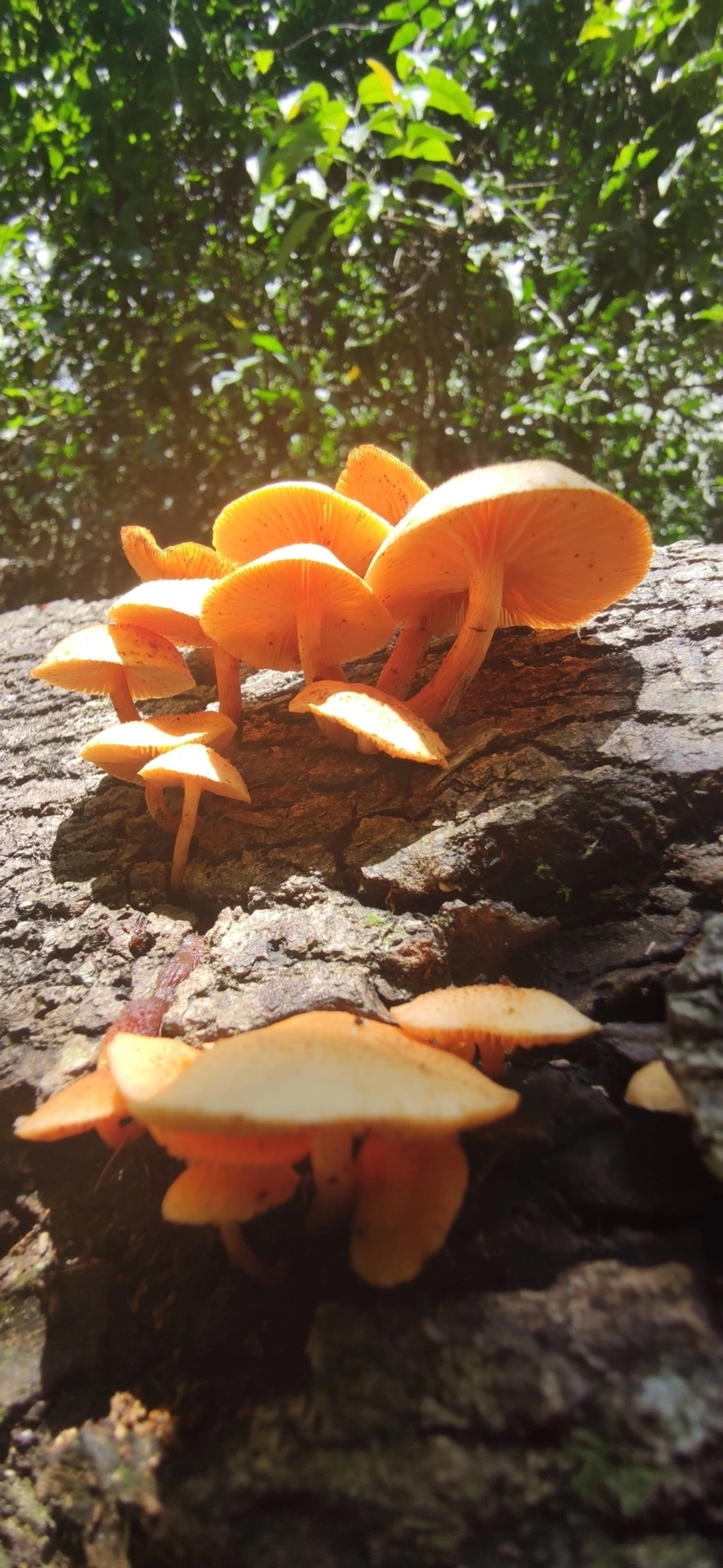 Gymnopilus, fungos, fotografado em Maresias, São Sebastião