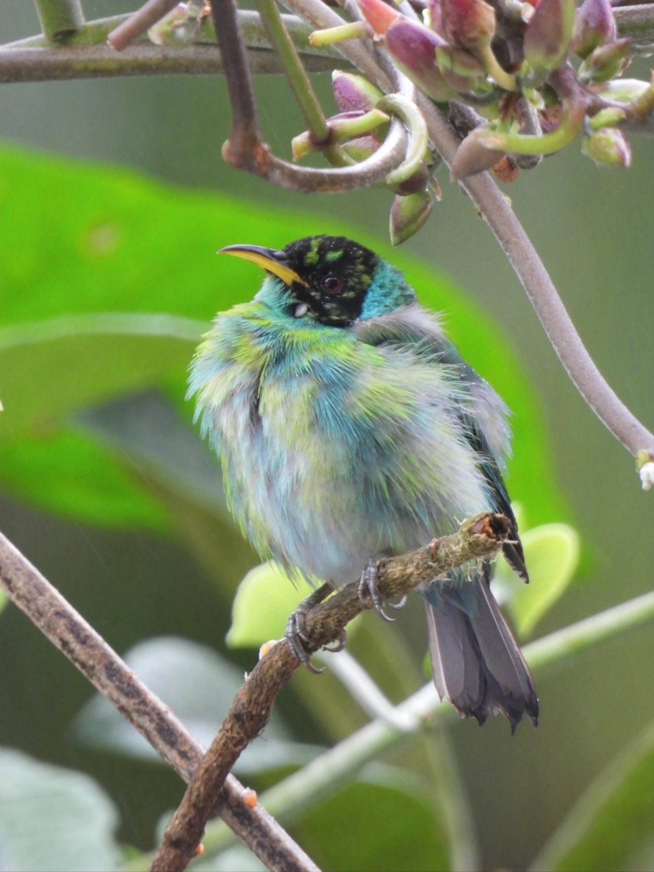 Saí-verde (Chlorophanes spiza), aves, fotografado em Maresias, São Sebastião