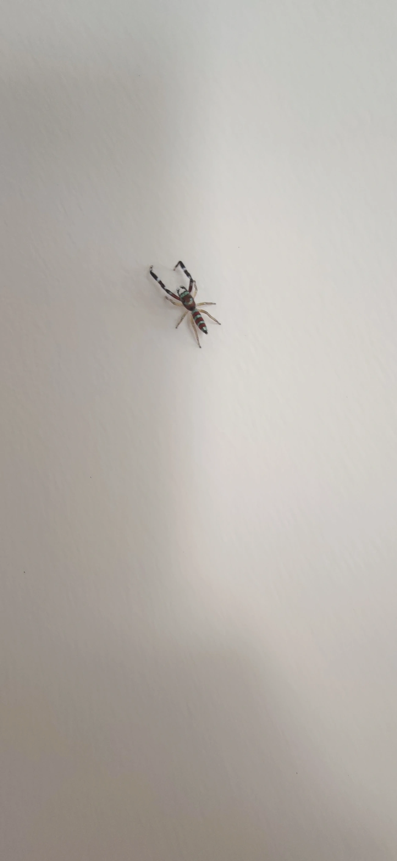Psecas, aracnídeos, fotografado em Maresias, São Sebastião
