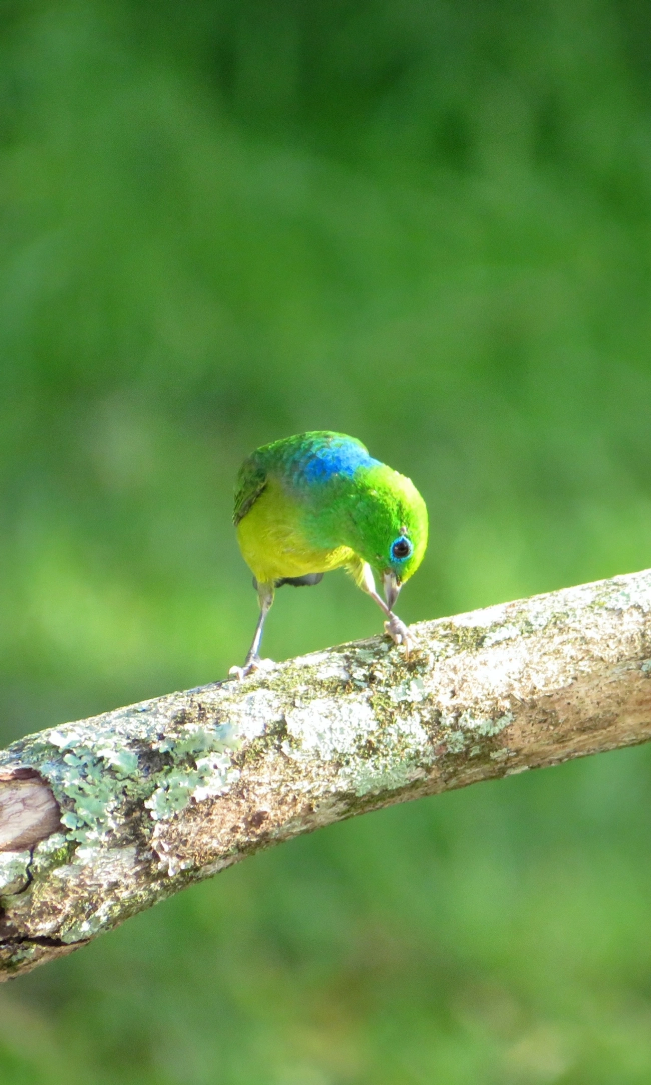 Gaturamo-bandeira (Chlorophonia cyanea), aves, fotografado em Maresias, São Sebastião
