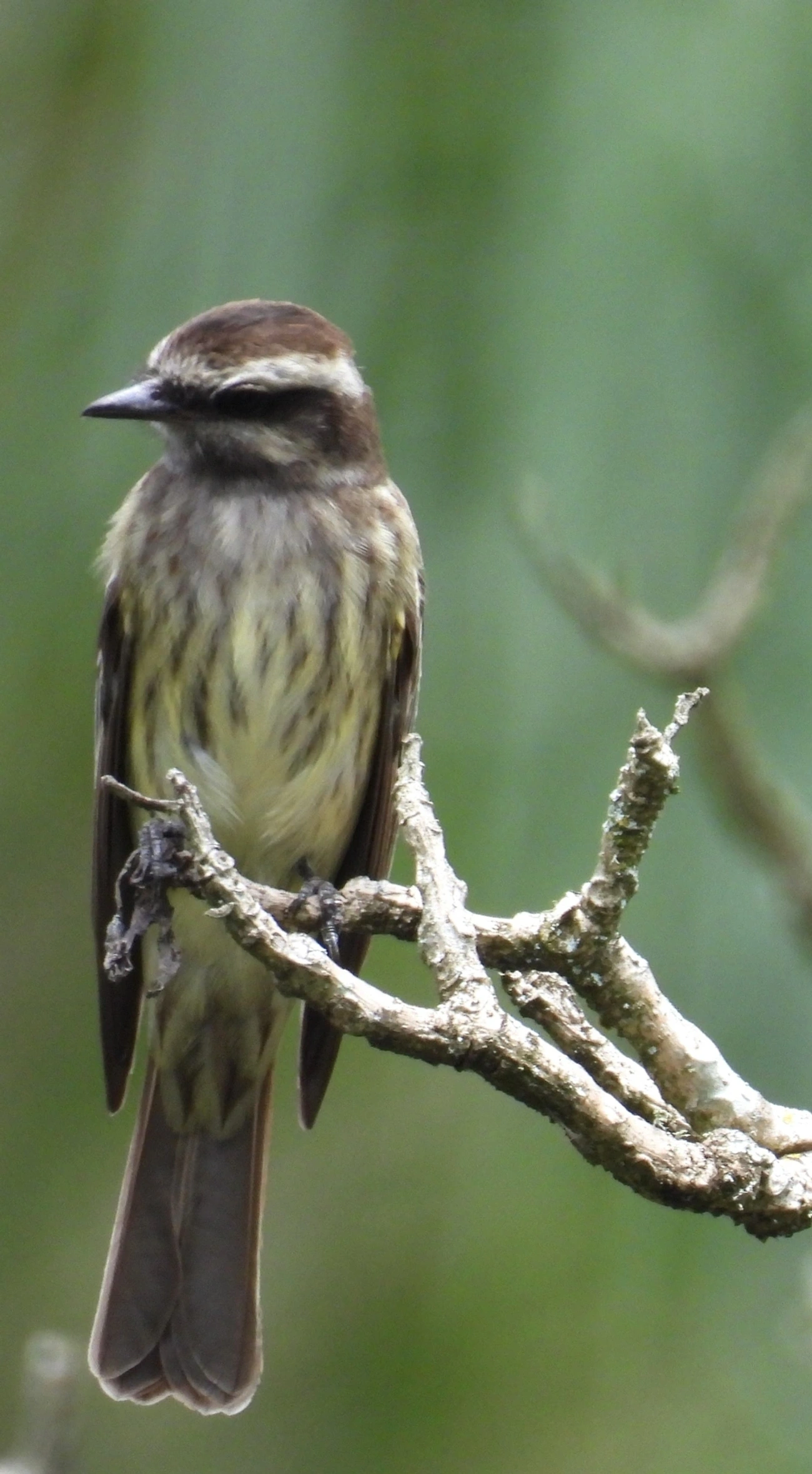 Peitica (Empidonomus varius), aves, fotografado em Santa Isabel