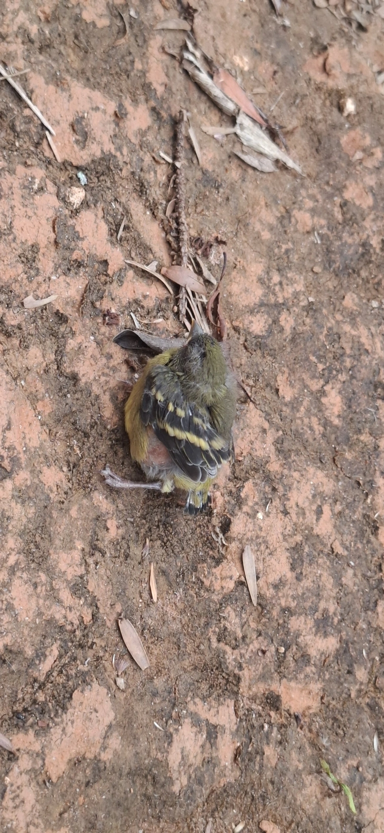 Pintassilgo (Spinus magellanicus), aves, fotografado em Itamonte