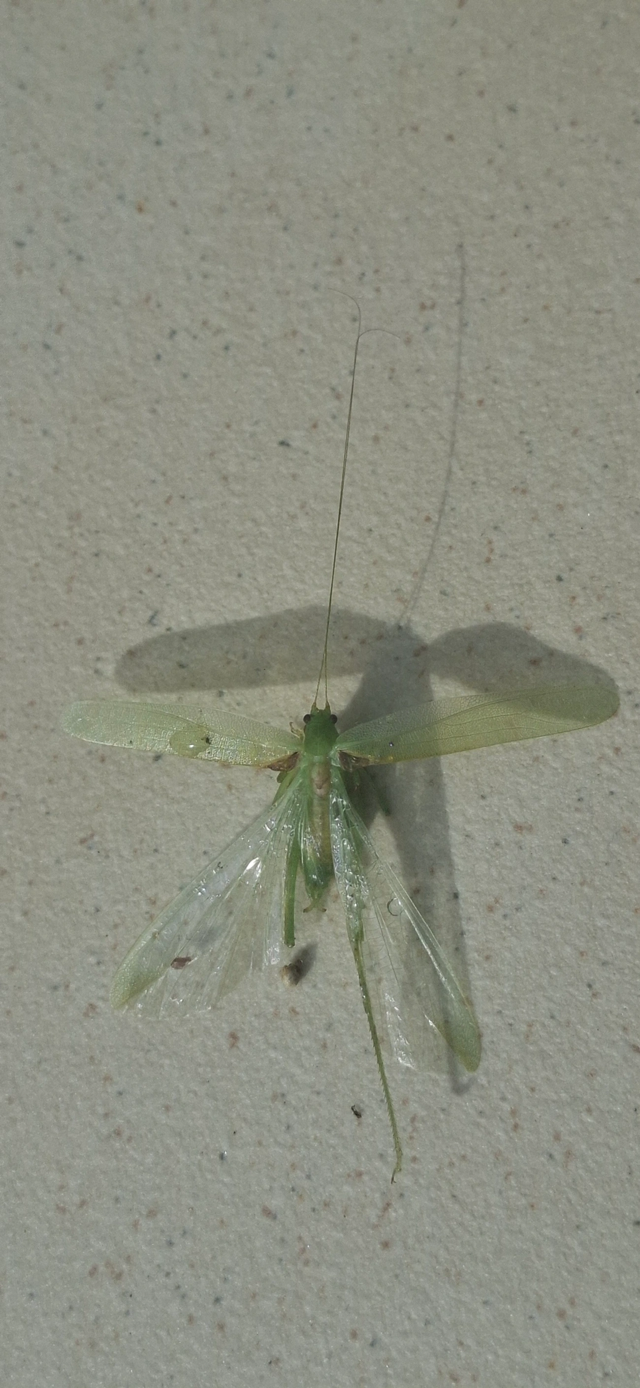 Phaneropterinae, insetos, fotografado em Maresias, São Sebastião