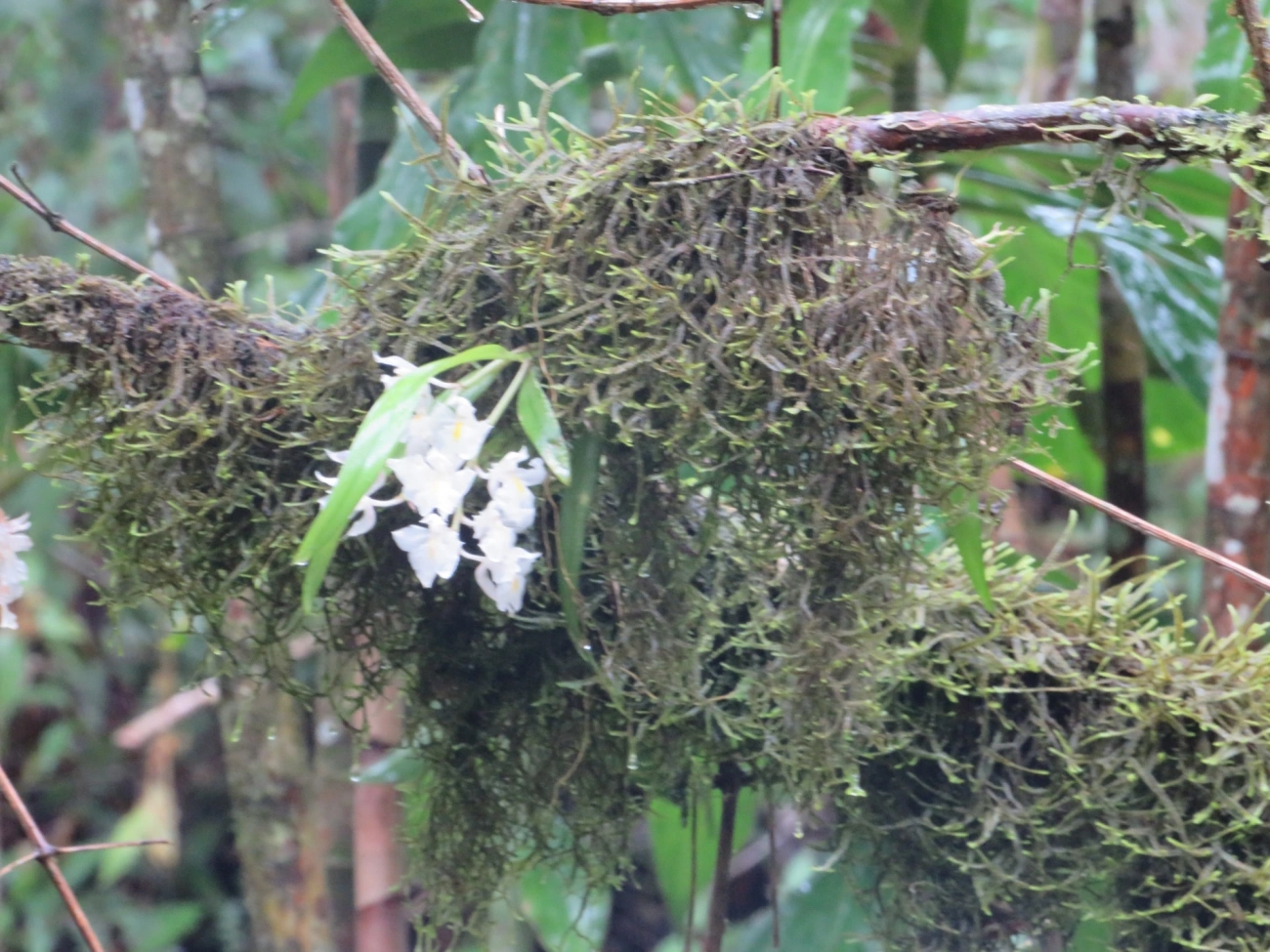 Véu-de-noiva (Rodriguezia bracteata), plantas, fotografado em Camburí, São Sebastião
