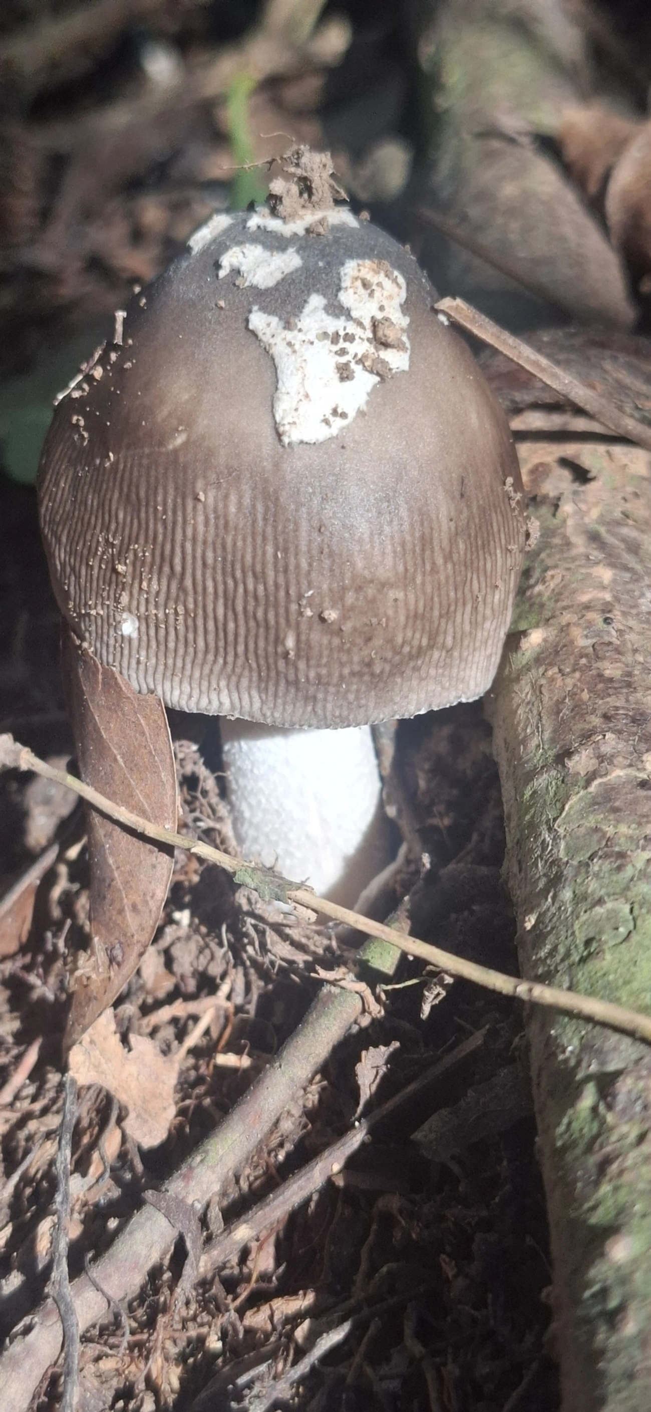 Amanita sect. Vaginatae (Vaginatae), fungos, fotografado em Jabaquara, Ilhabela