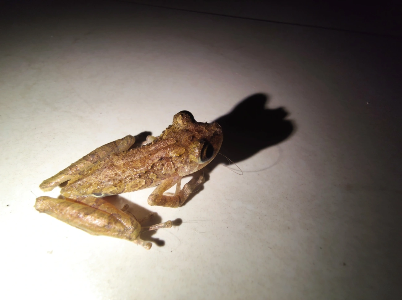 Perereca-do-litoral (Ololygon littoralis), anfíbios, fotografado em Maresias, São Sebastião