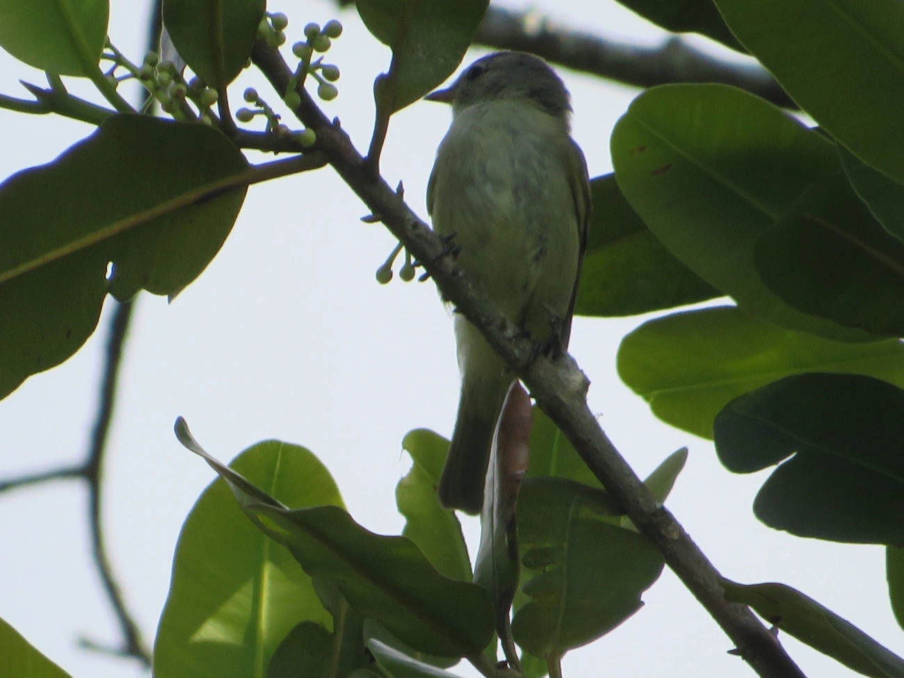 Risadinha (Camptostoma obsoletum), aves, fotografado em Maresias, São Sebastião