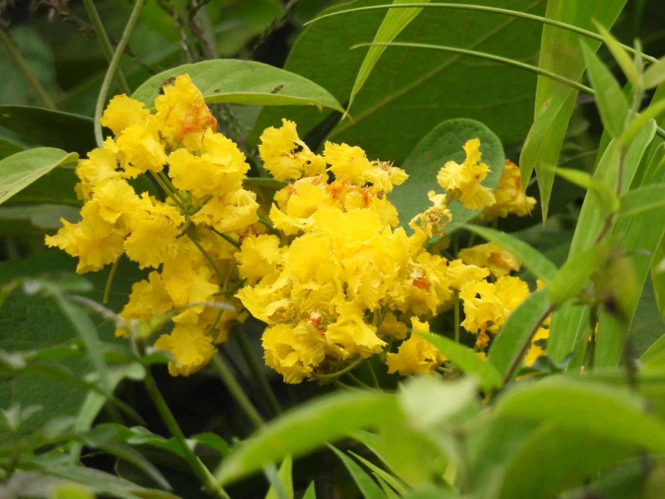 Peixotoa, plantas, fotografado em Cabreúva