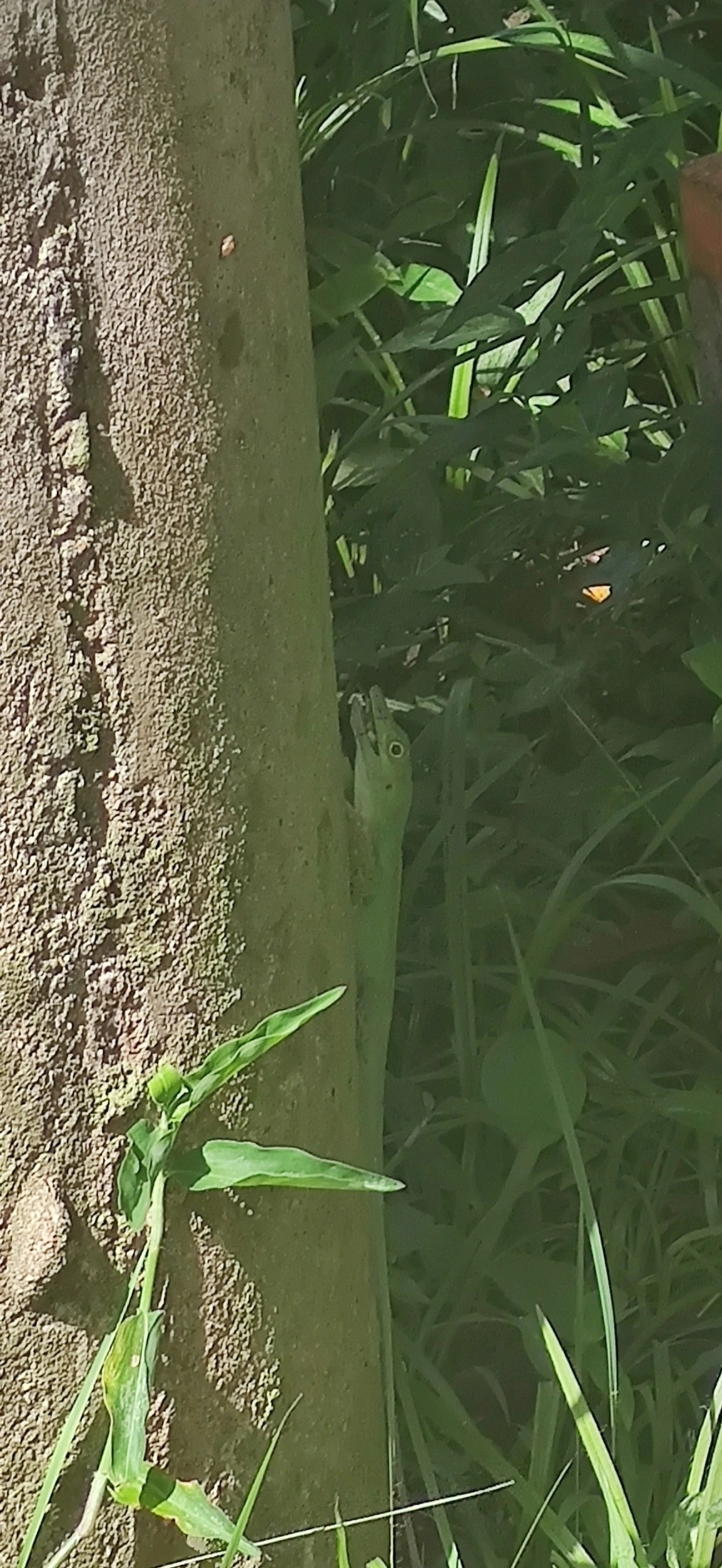 Lagarto papa-vento (Anolis punctatus), répteis, fotografado em Maresias, São Sebastião