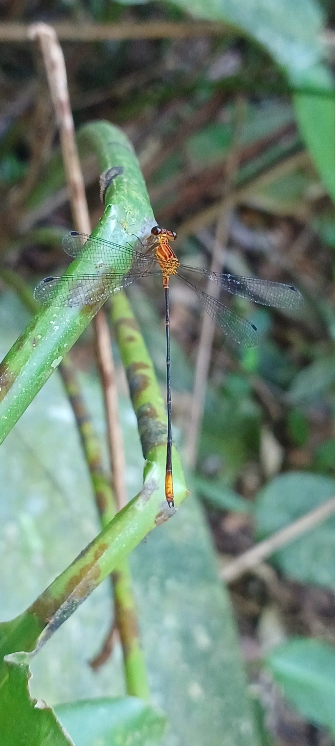 Heteragrion, insetos, fotografado em Maresias, São Sebastião