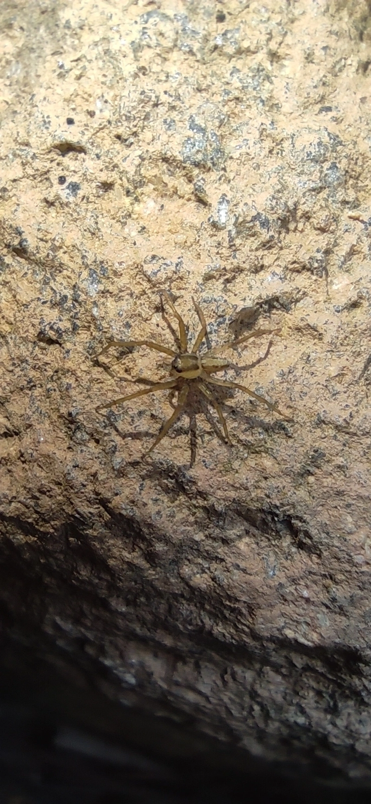 Lycosoidea, aracnídeos, fotografado em Maresias, São Sebastião