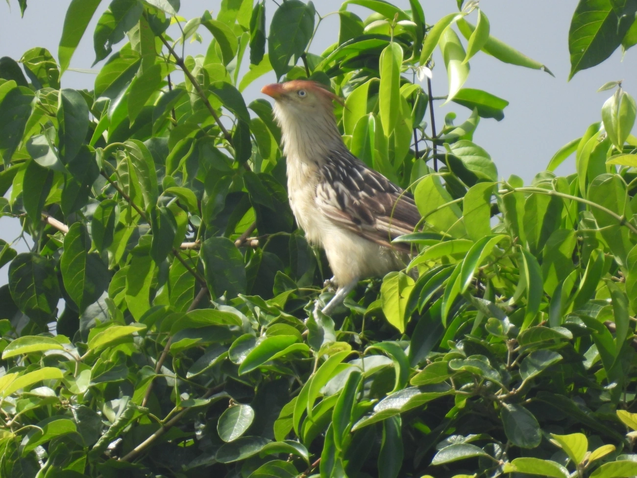 Anu-branco (Guira guira), aves, fotografado em Maresias, São Sebastião