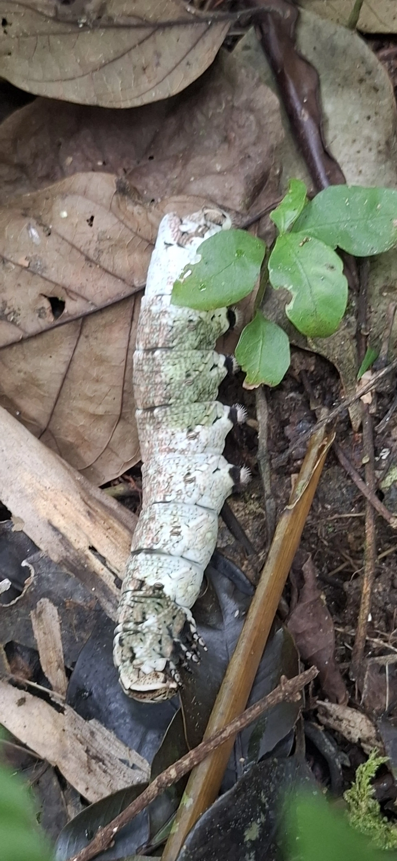 Esfinge-da-figueira (Pachylia ficus), insetos, fotografado em Maresias, São Sebastião
