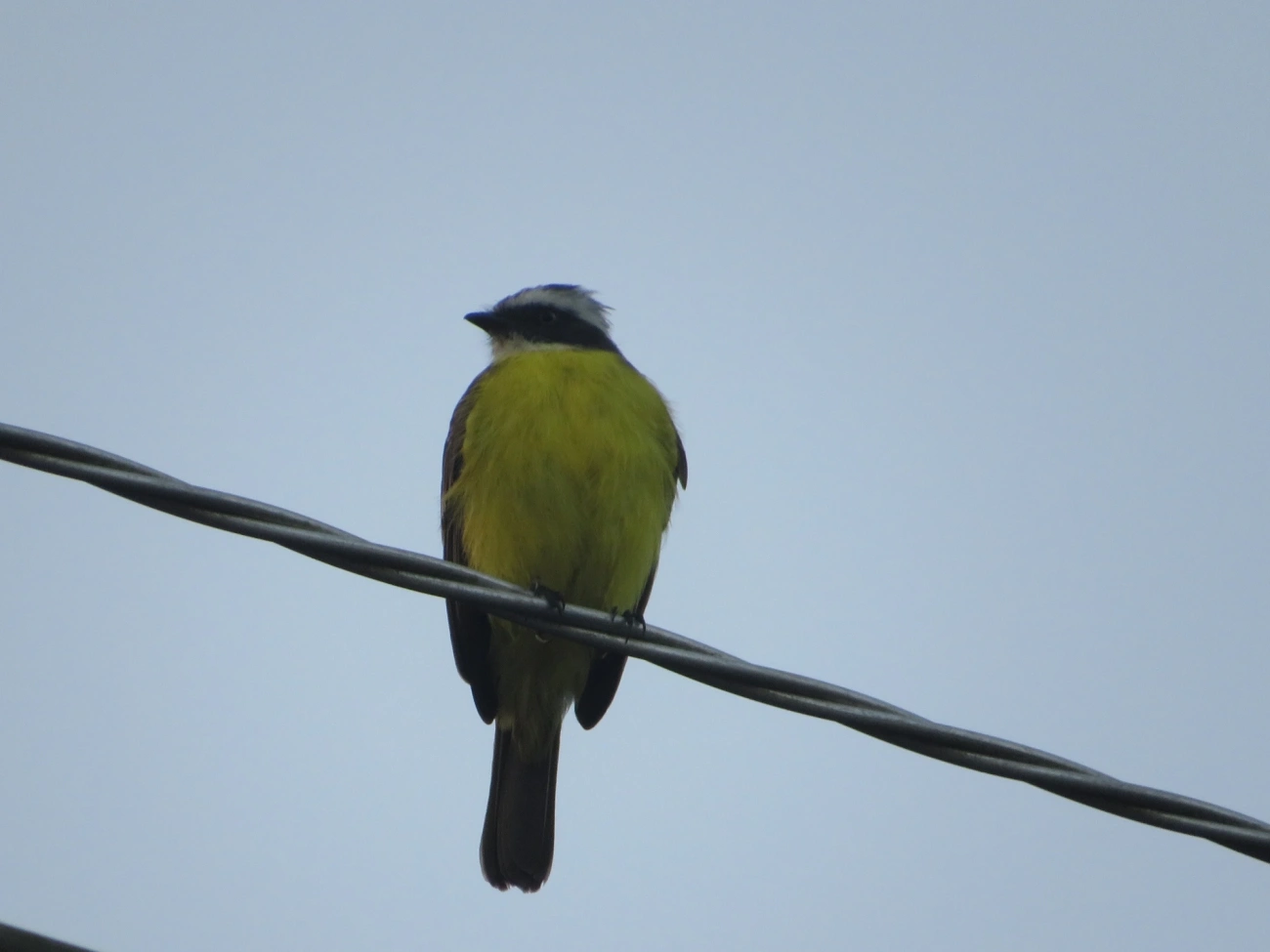 Bentevizinho-de-penacho-vermelho (Myiozetetes similis), aves, fotografado em Maresias, São Sebastião