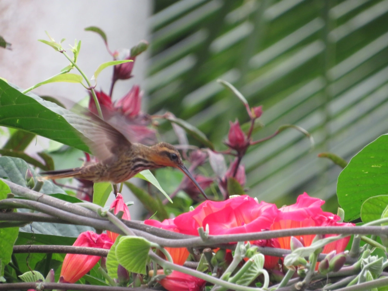 Beija-flor-do-mato (Ramphodon naevius), aves, fotografado em São Sebastião