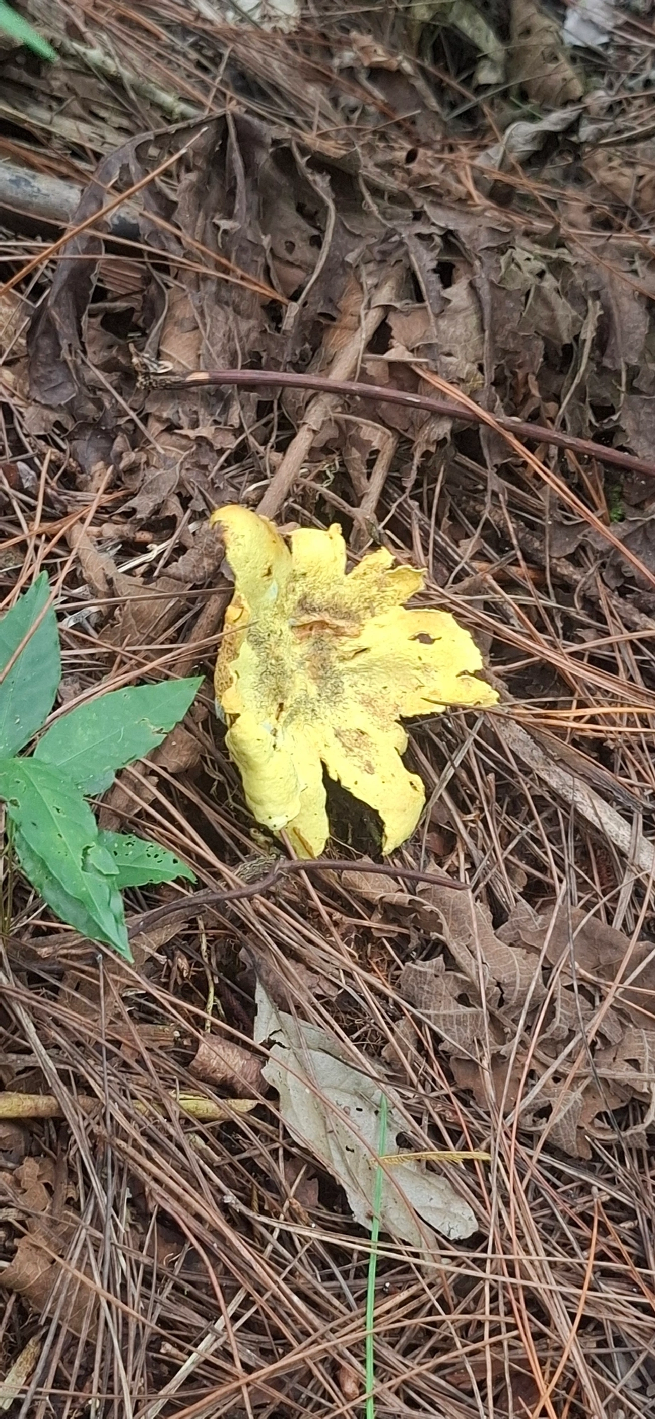 Scleroderma, fungos, fotografado em Pedra Selada