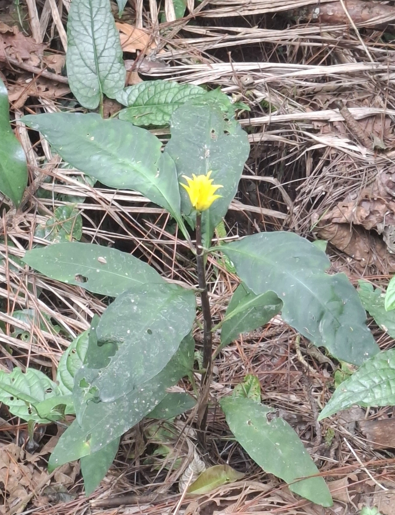 Afelandra (Aphelandra squarrosa), plantas, fotografado em Pedra Selada