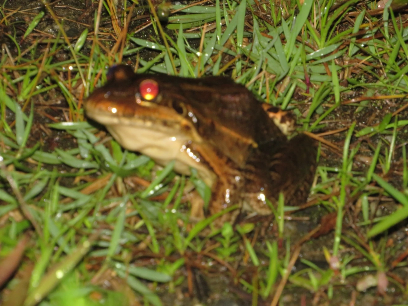 Rã-manteiga (Leptodactylus latrans), anfíbios, fotografado em Maresias, São Sebastião