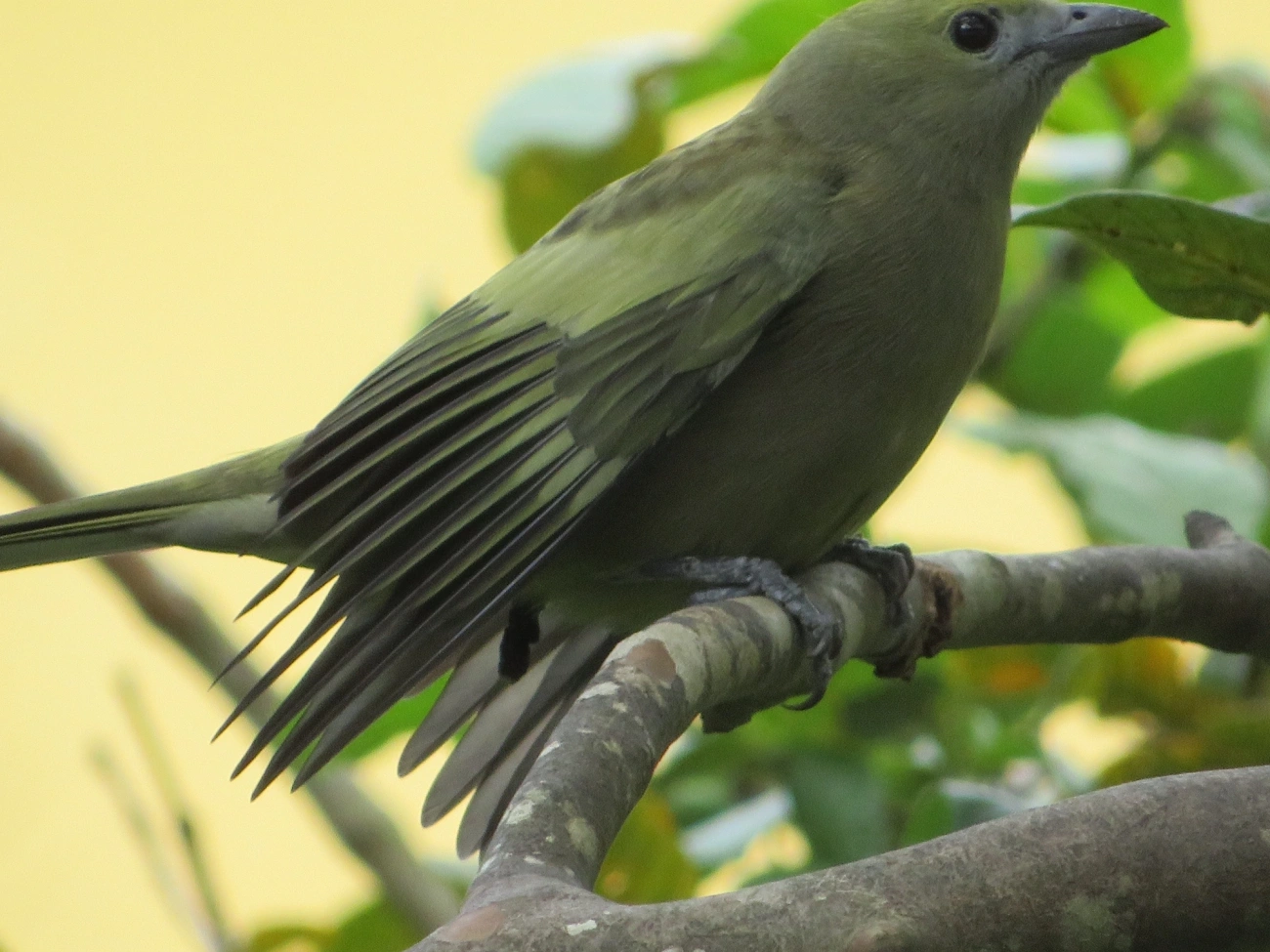 Sanhaço-do-coqueiro (Thraupis palmarum), aves, fotografado em Maresias, São Sebastião