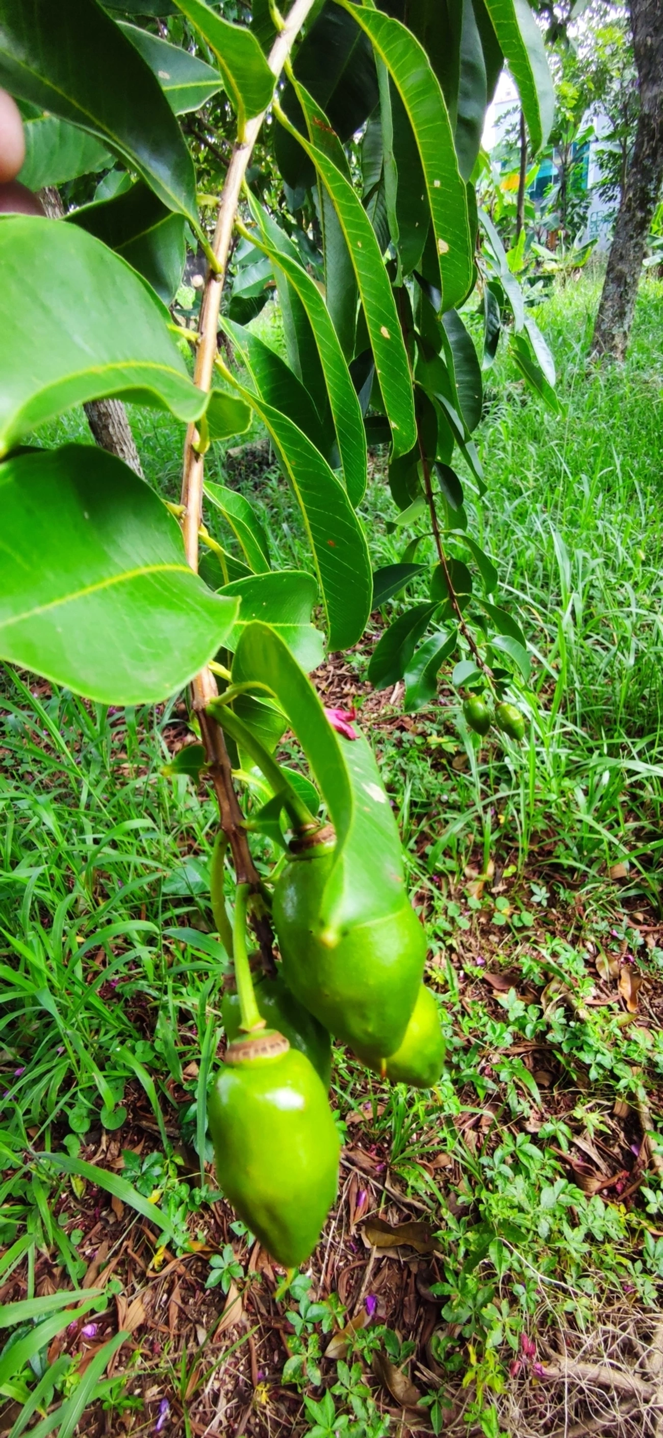 Pacari (Lafoensia pacari), plantas, fotografado em Vila Santo Estevão, São Paulo