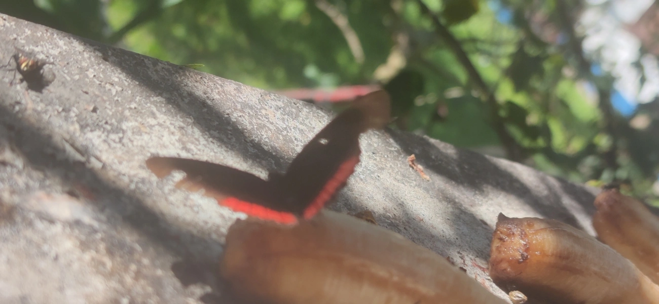 Borboleta-aro-vermelho (Biblis hyperia), insetos, fotografado em Maresias, São Sebastião