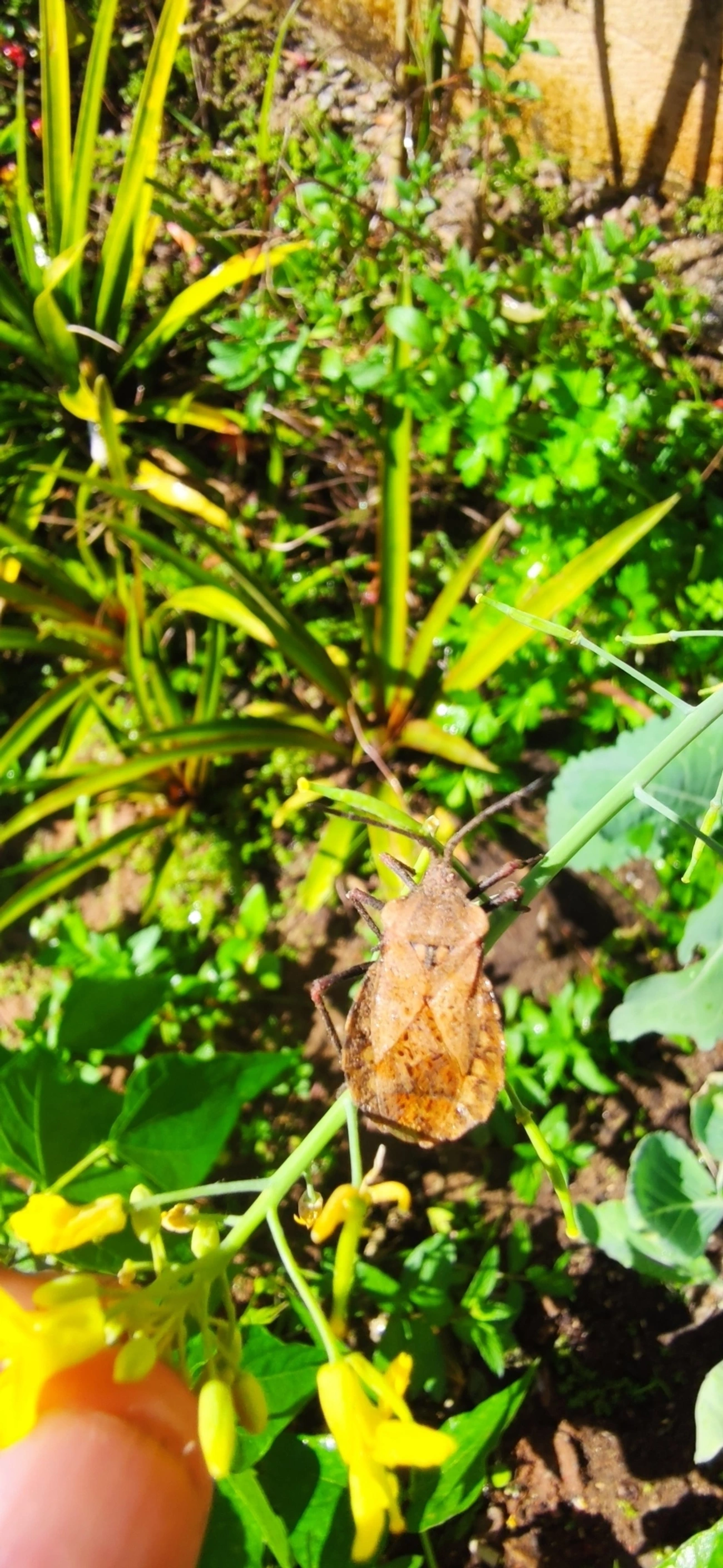 Spartocera, insetos, fotografado em Maresias, São Sebastião