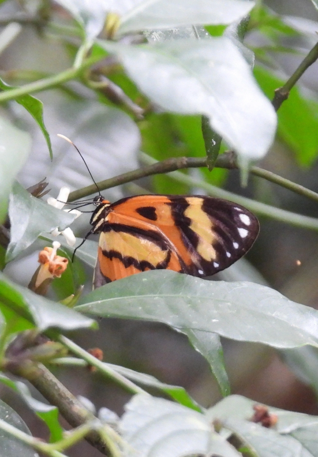 Borboleta-vidro (Pagyris euryanassa), insetos, fotografado em Cabreúva