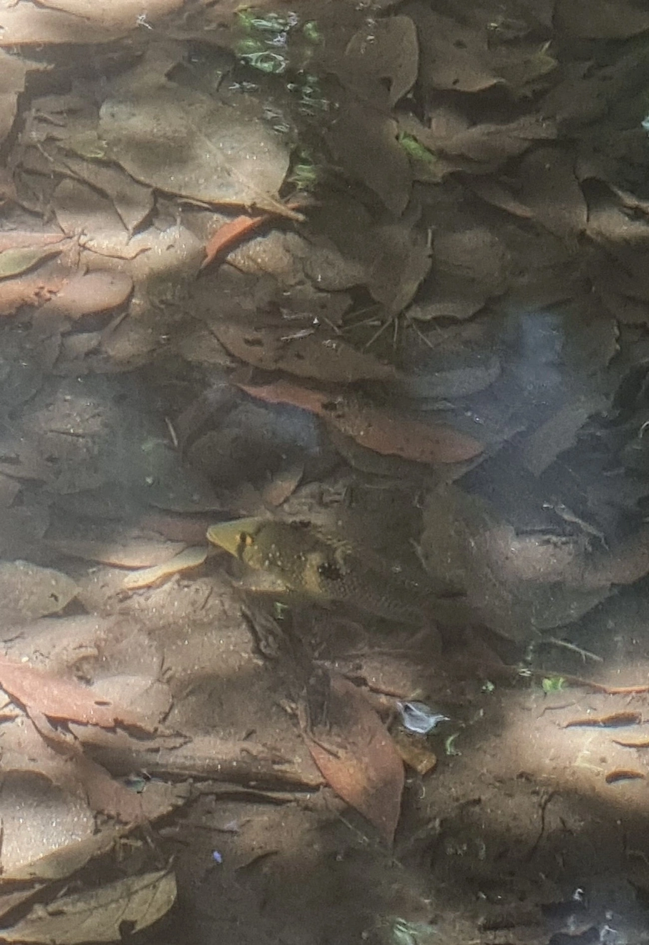 Geophagus, peixes, fotografado em Prais do Saco, São Sebastião