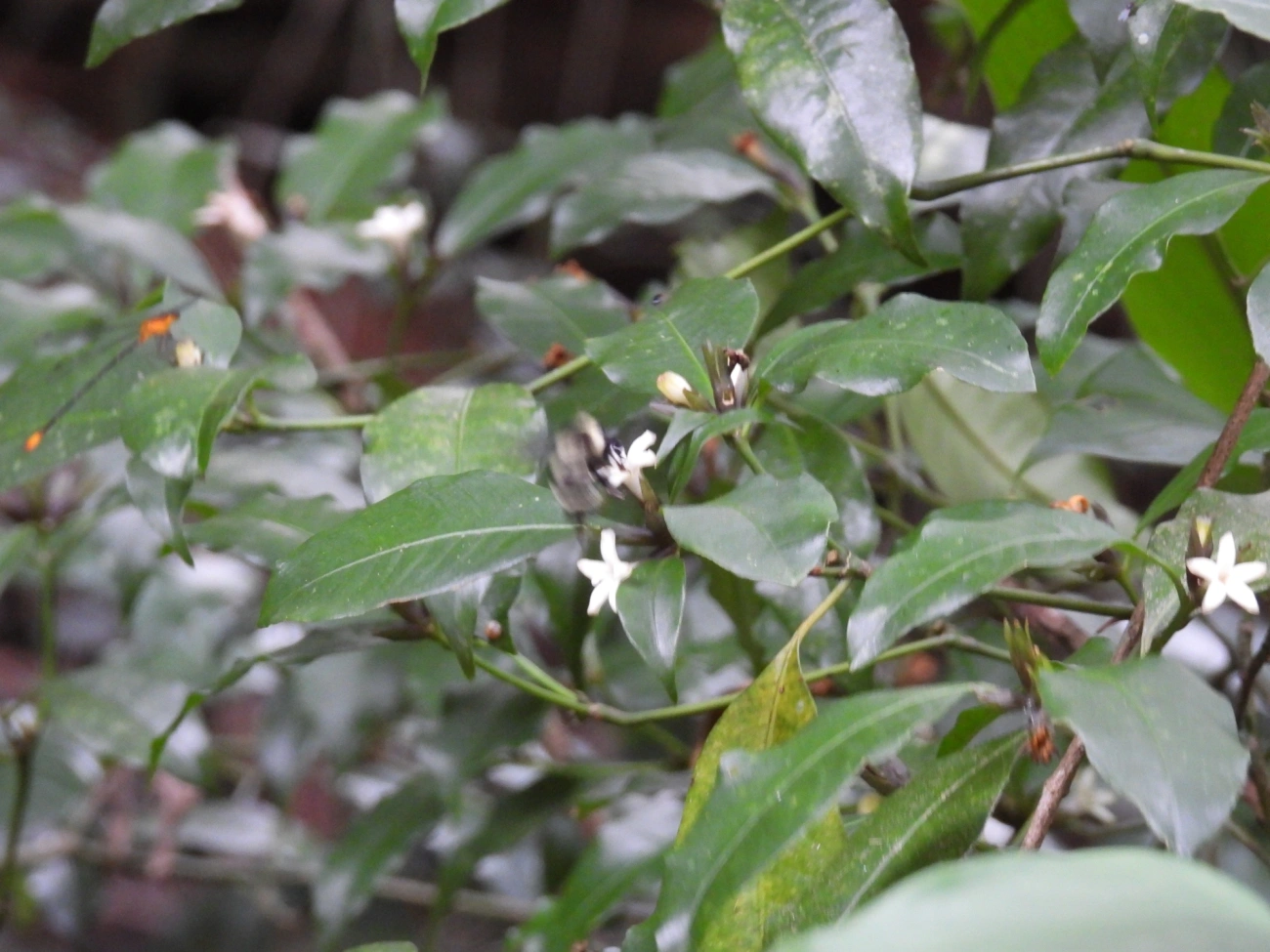 Cafezinho-roxo-do-mato (Psychotria suterella), plantas, fotografado em Cabreúva