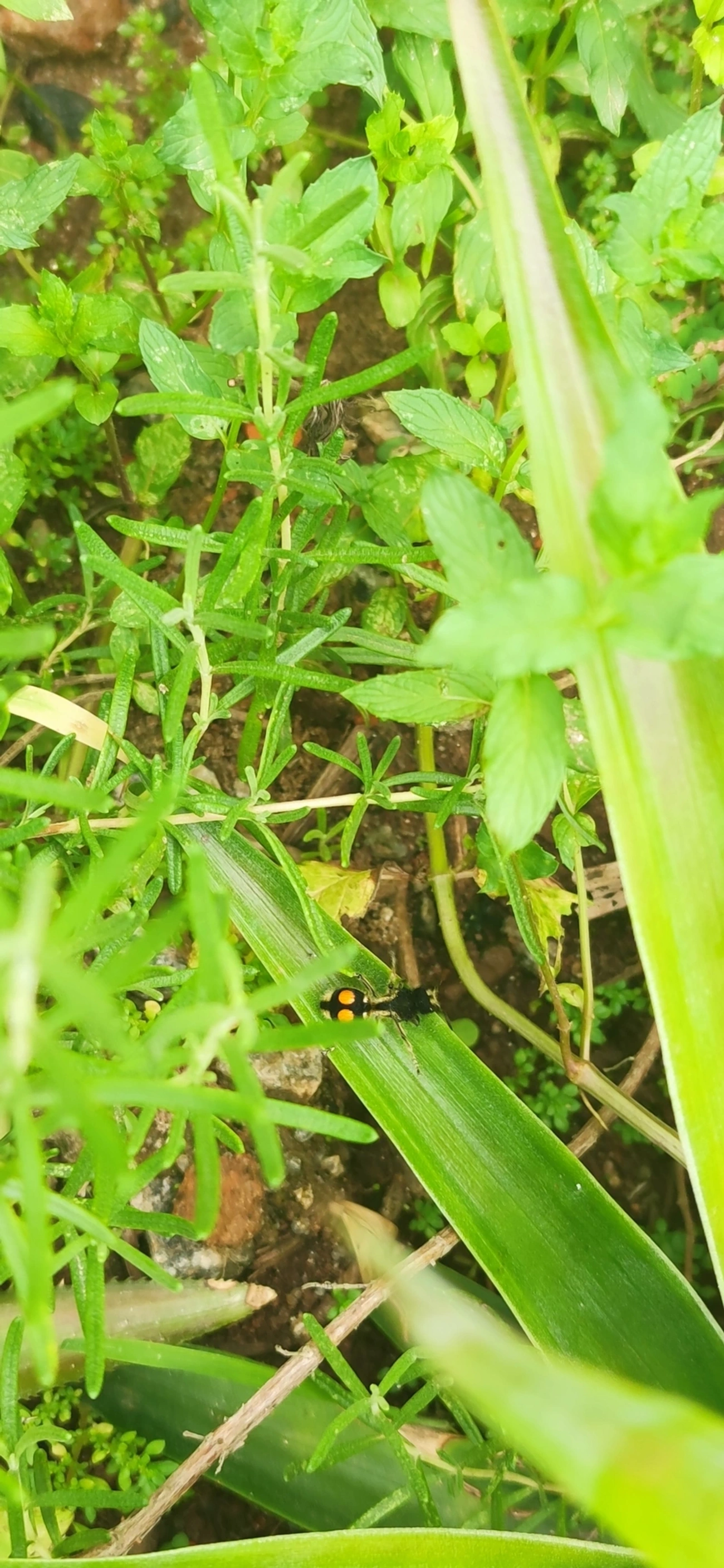 Formiga-feiticeira (Hoplomutilla spinosa), insetos, fotografado em Maresias, São Sebastião