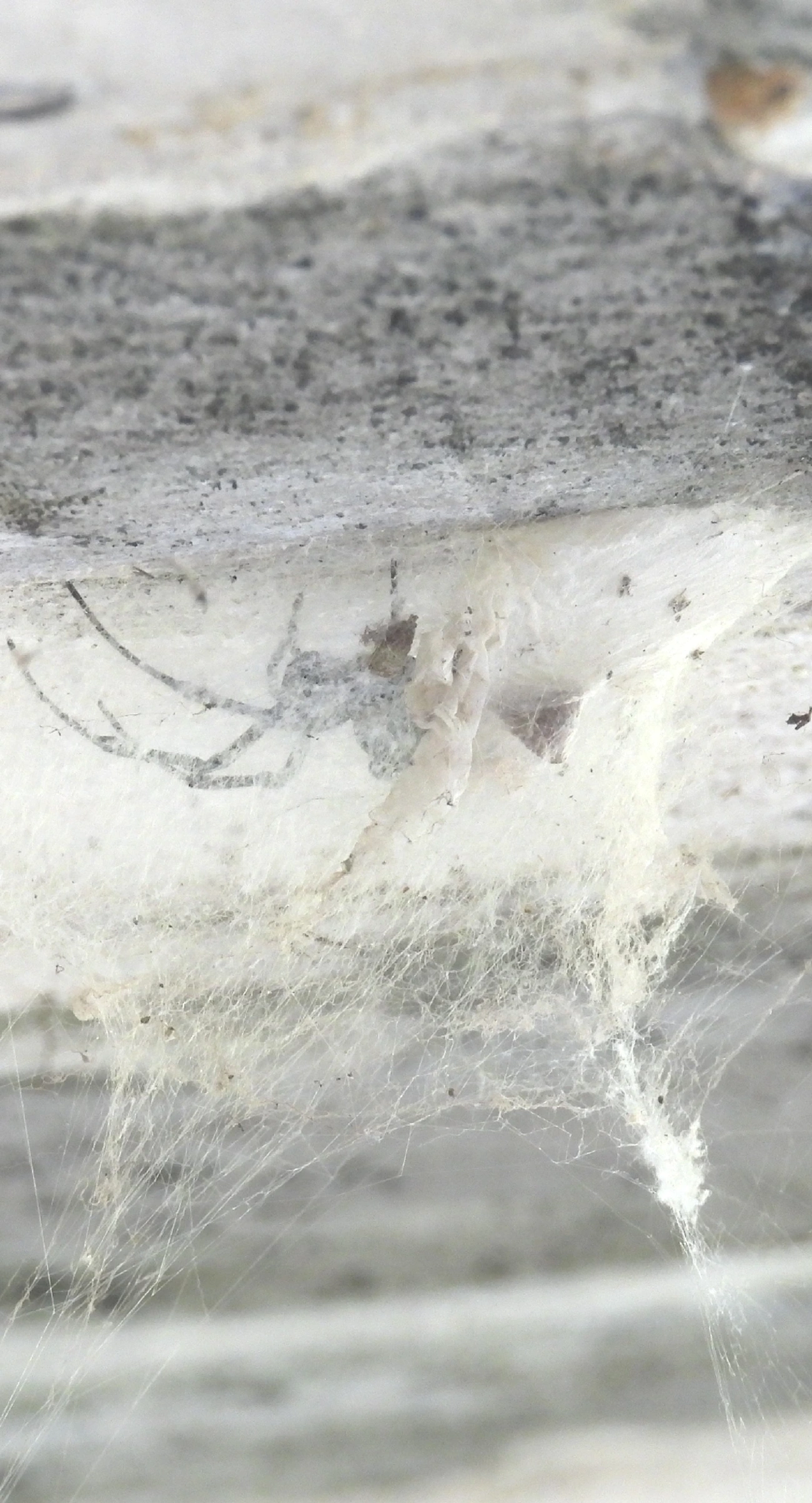 Maria-bola (Nephilingis cruentata), aracnídeos, fotografado em Queluz