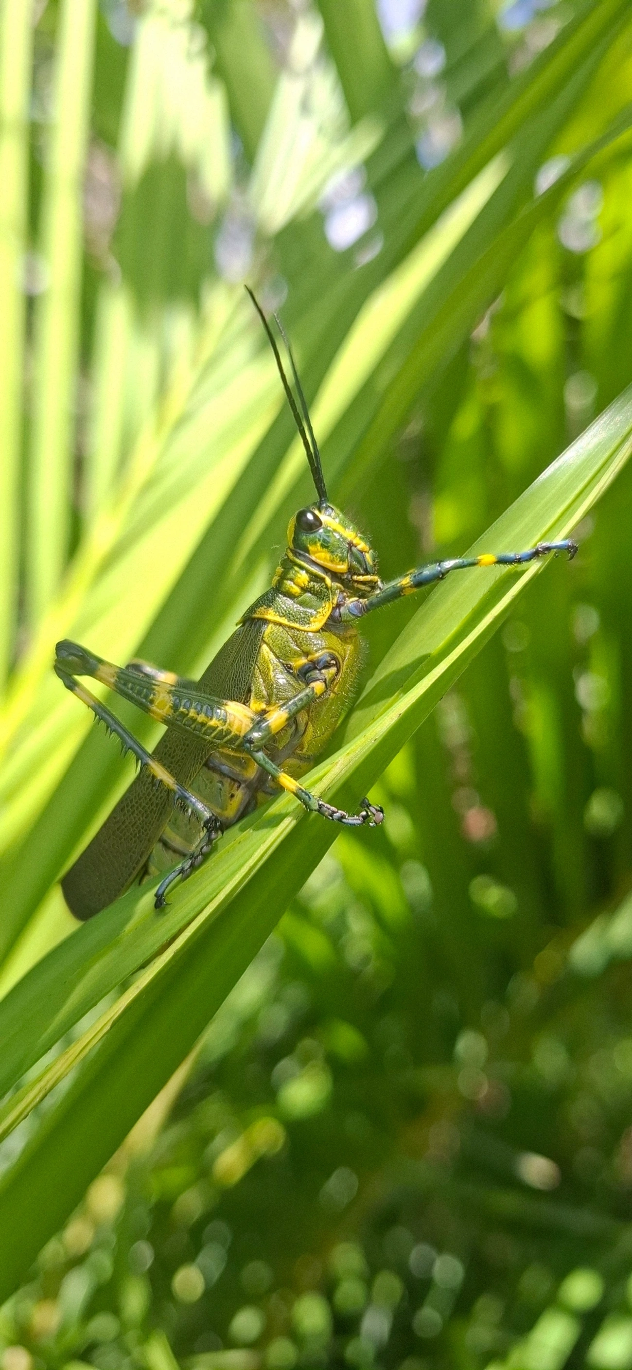 Gafanhoto-soldado (Chromacris speciosa), insetos, fotografado em Maresias, São Sebastião