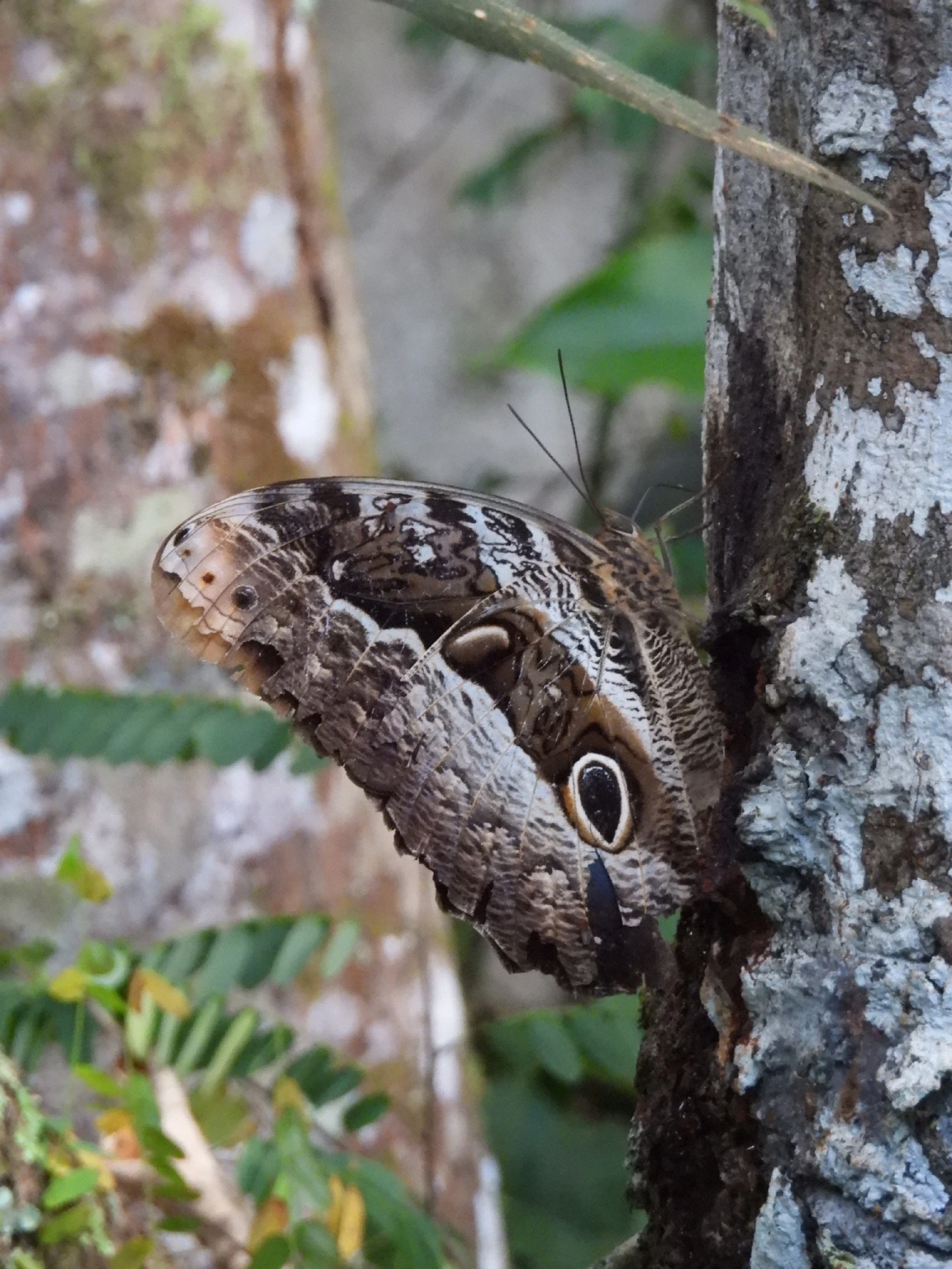 Olho-de-coruja-roxo (Caligo beltrao), insetos, fotografado em Queluz