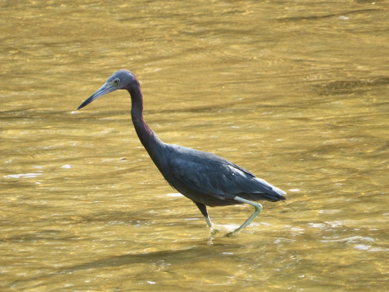 Garça-azul (Egretta caerulea), aves, fotografado em Indaiá, Caraguatatuba