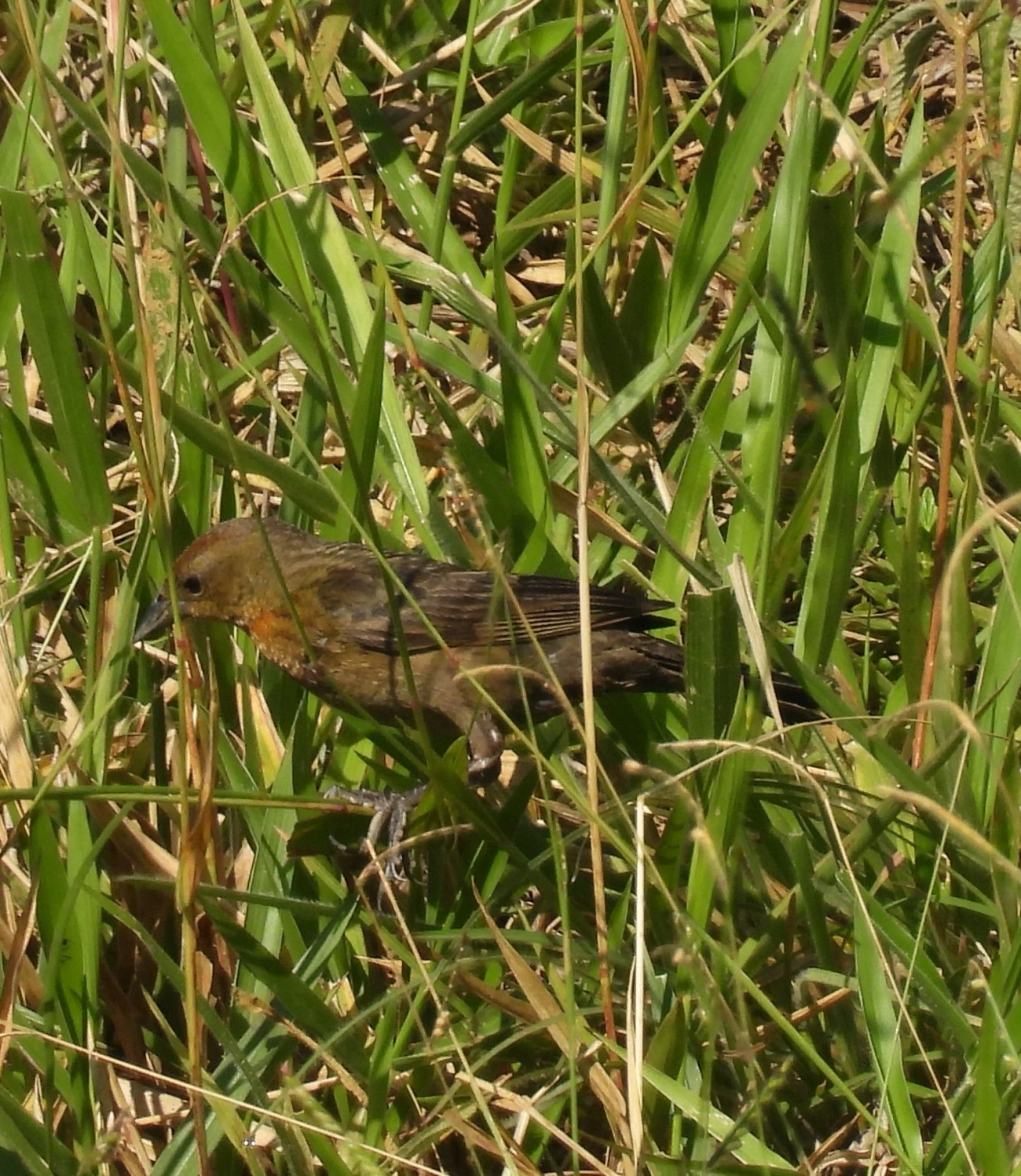 Garibaldi (Chrysomus ruficapillus), aves, fotografado em Queluz