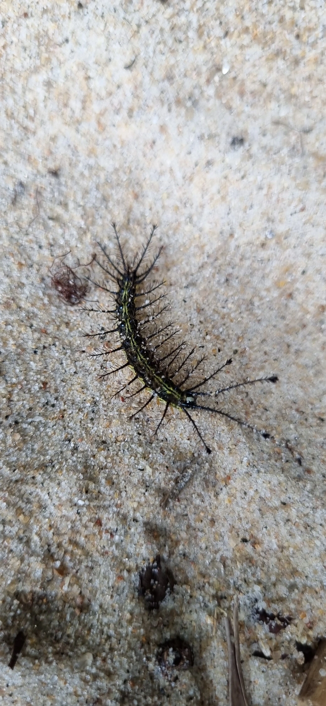 Hylesia, insetos, fotografado em Maresias, São Sebastião