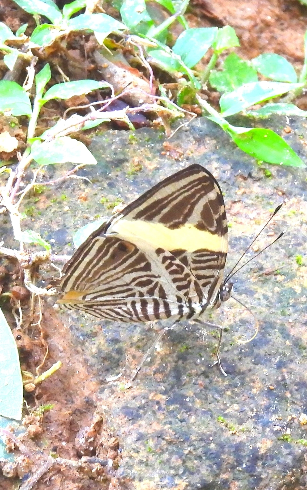 Borboleta-Zebra (Colobura dirce), insetos, fotografado em Cambaquara, Ilhabela