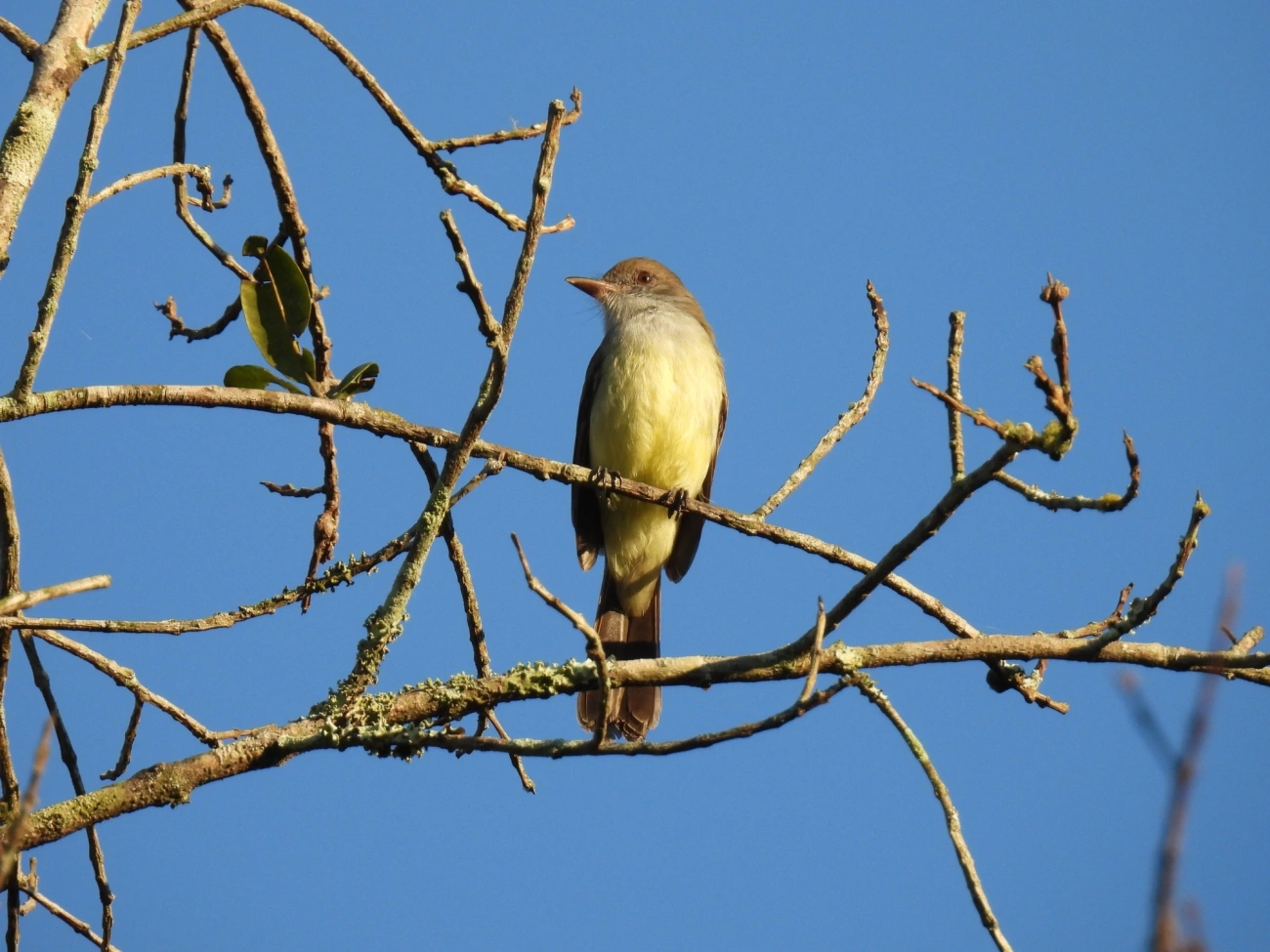 Marias-Cavaleiras e Afins (Myiarchus), aves, fotografado em Maresias, São Sebastião