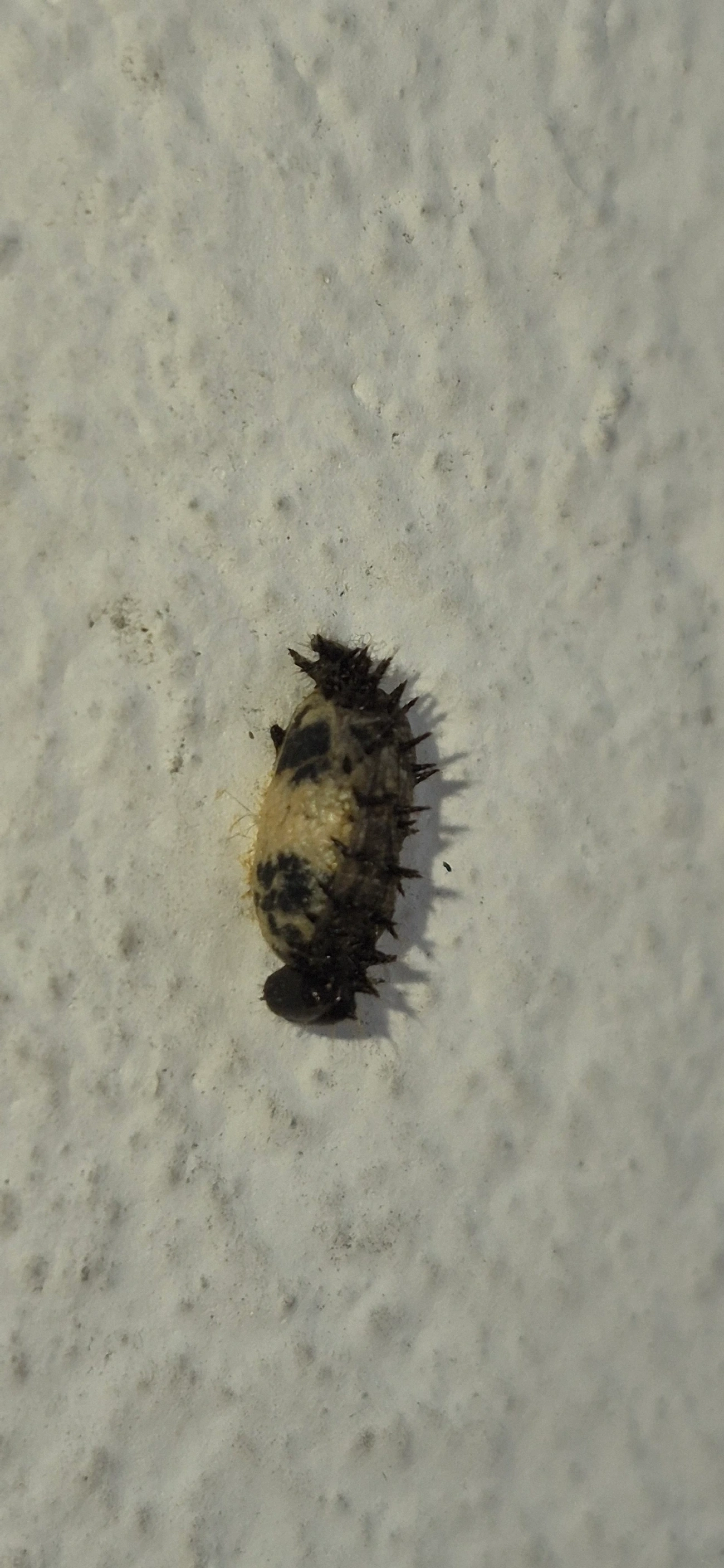 Joaninha-de-vinte-e-oito-pintas (Henosepilachna vigintioctopunctata), insetos, fotografado em Maresias, São Sebastião