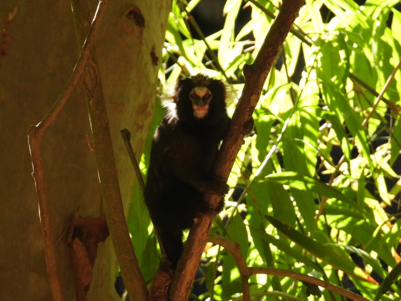 Sagui-da-serra-escuro (Callithrix aurita), mamíferos, fotografado em São Sebastião