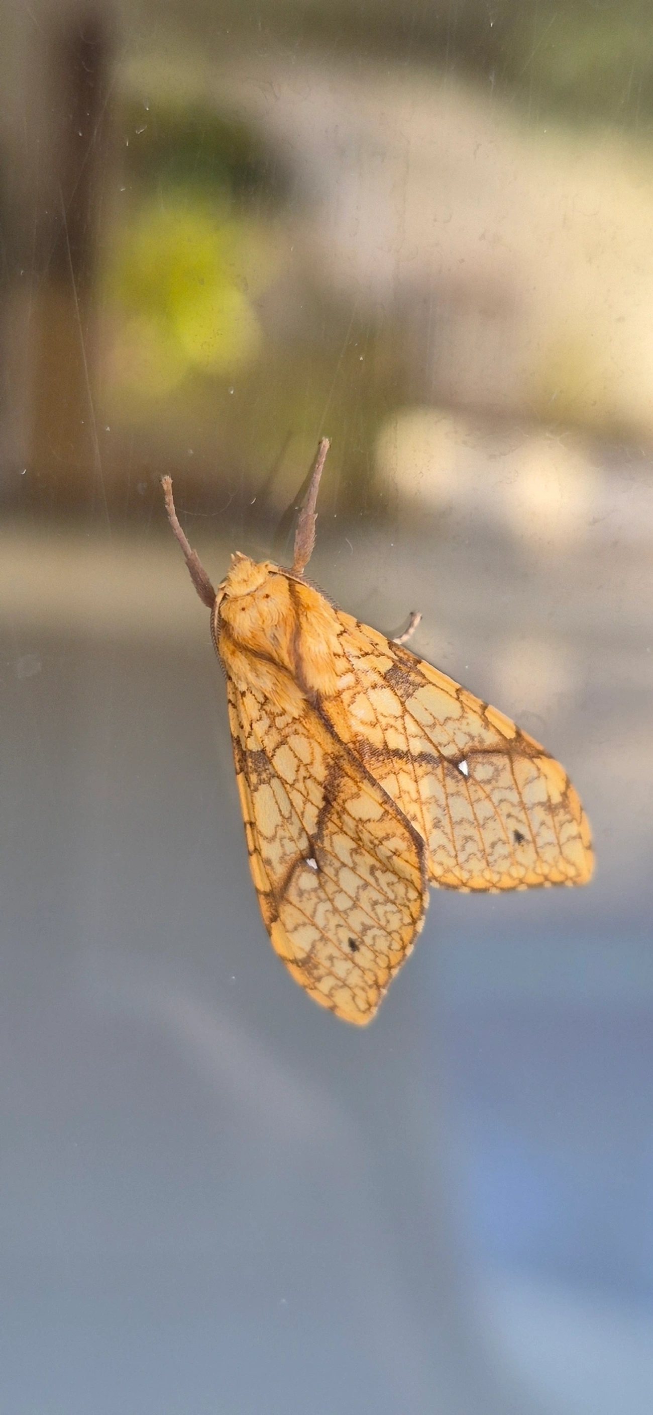 Lophocampa, insetos, fotografado em Maresias, São Sebastião