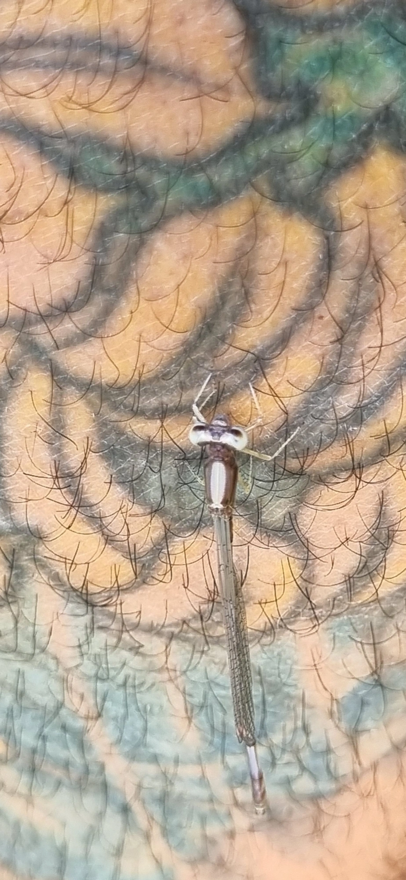 Lestidae, insetos, fotografado em São Sebastião