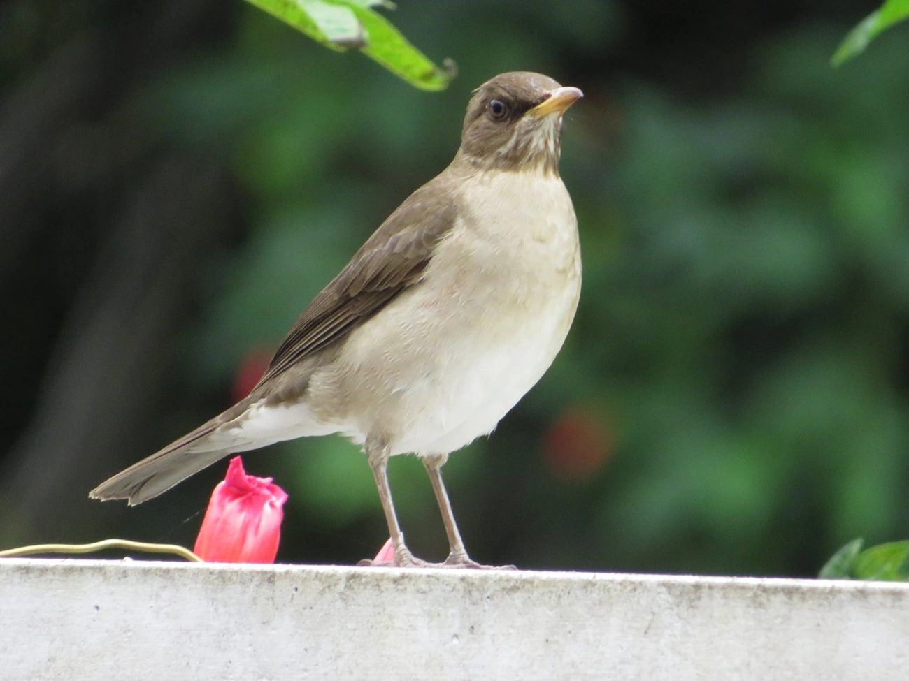 Sabiá-poca (Turdus amaurochalinus), aves, fotografado em Maresias, São Sebastião