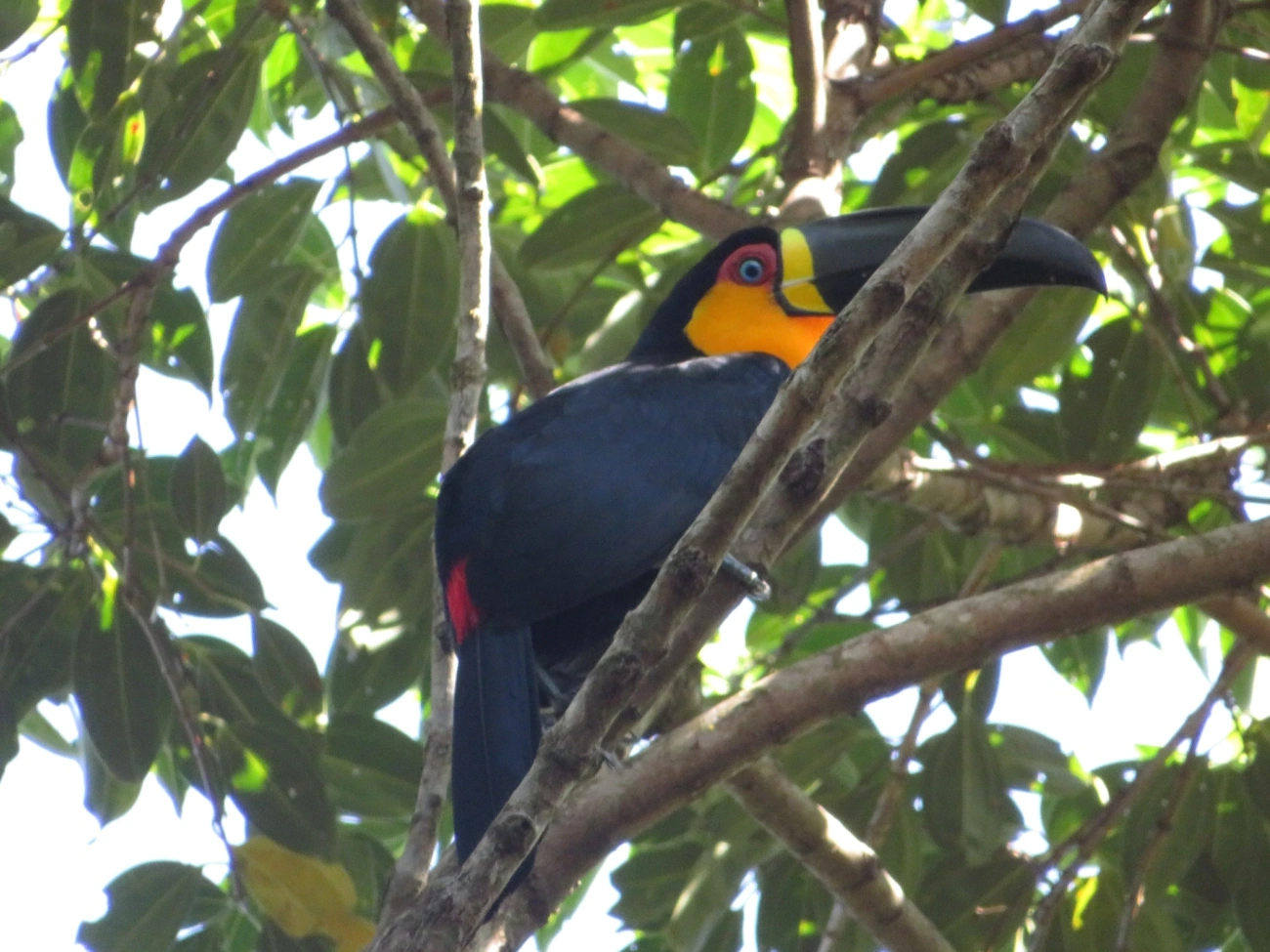 Tucano-de-ariel (Ramphastos vitellinus), aves, fotografado em São Paulo