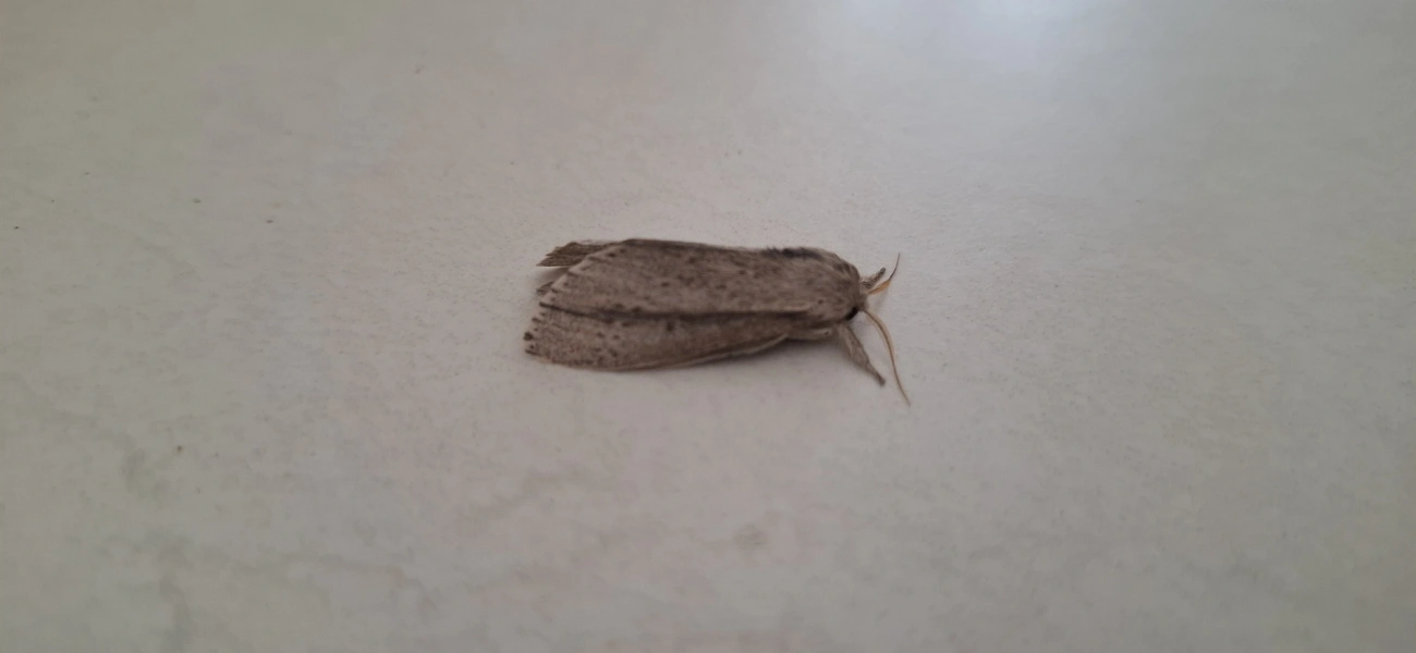 Heorta pulchra, insetos, fotografado em Maresias, São Sebastião