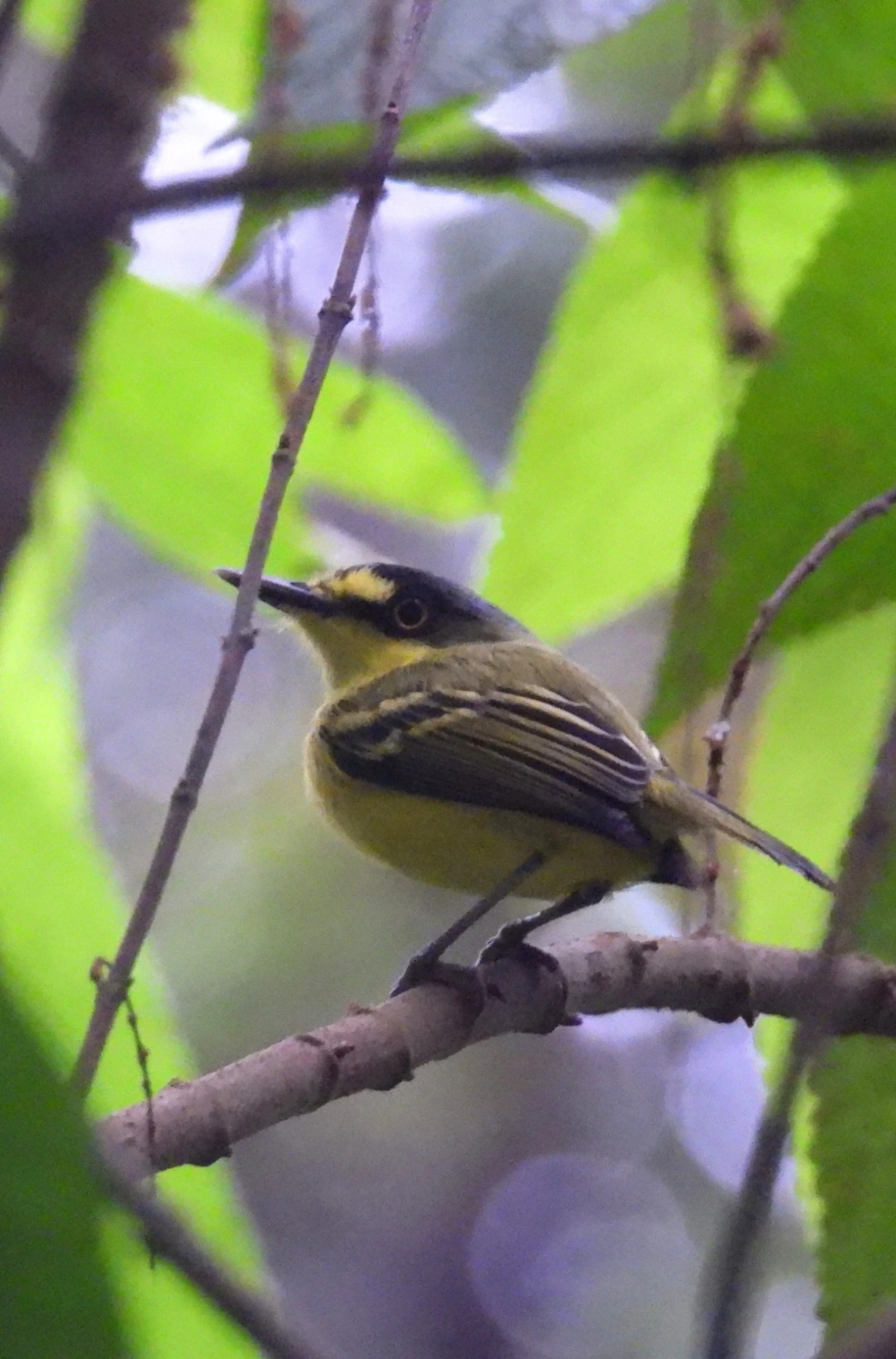Teque-teque (Todirostrum poliocephalum), aves, fotografado em Maresias, São Sebastião