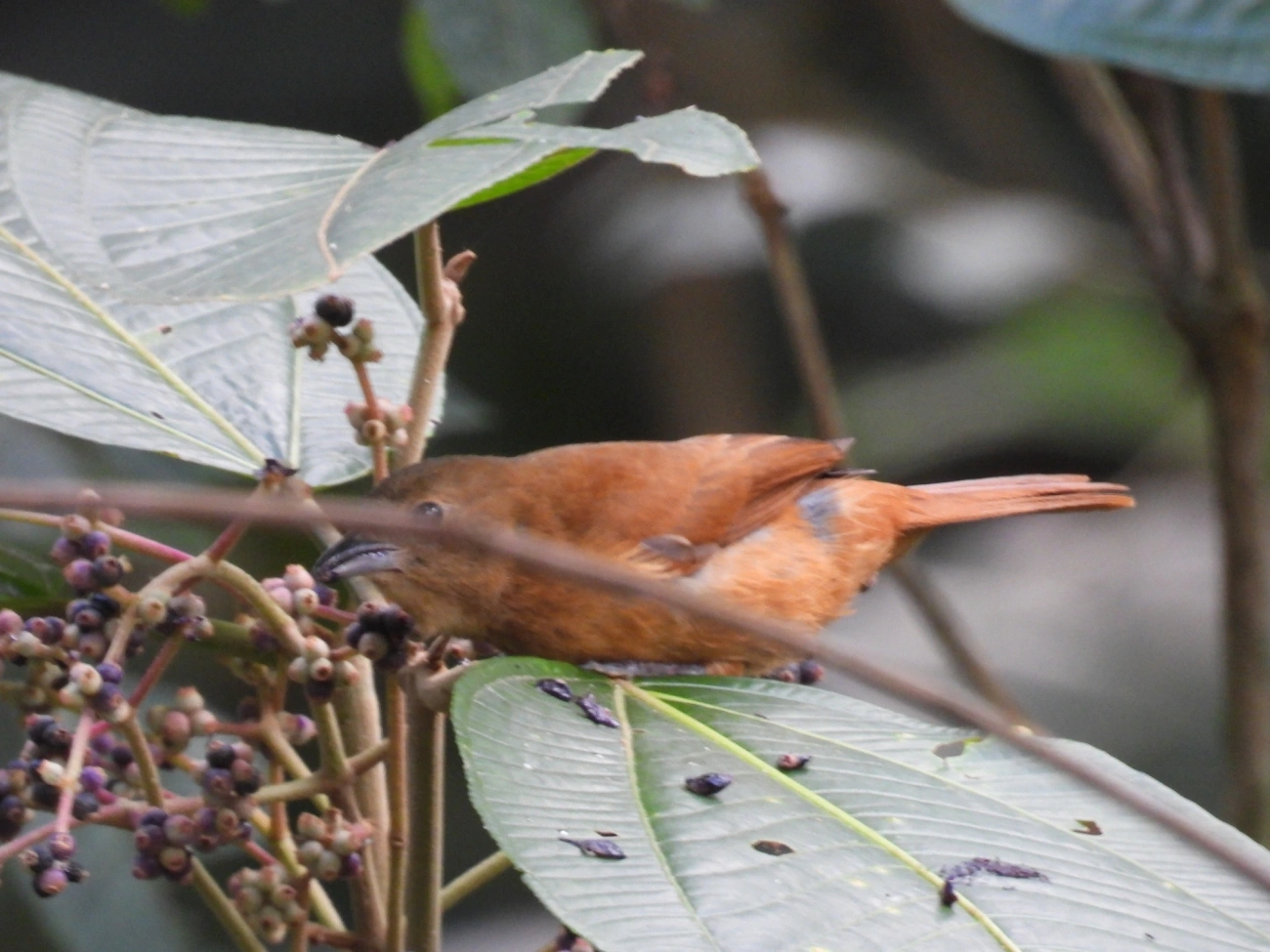 Tiê-preto (Tachyphonus coronatus), aves, fotografado em Maresias, São Sebastião